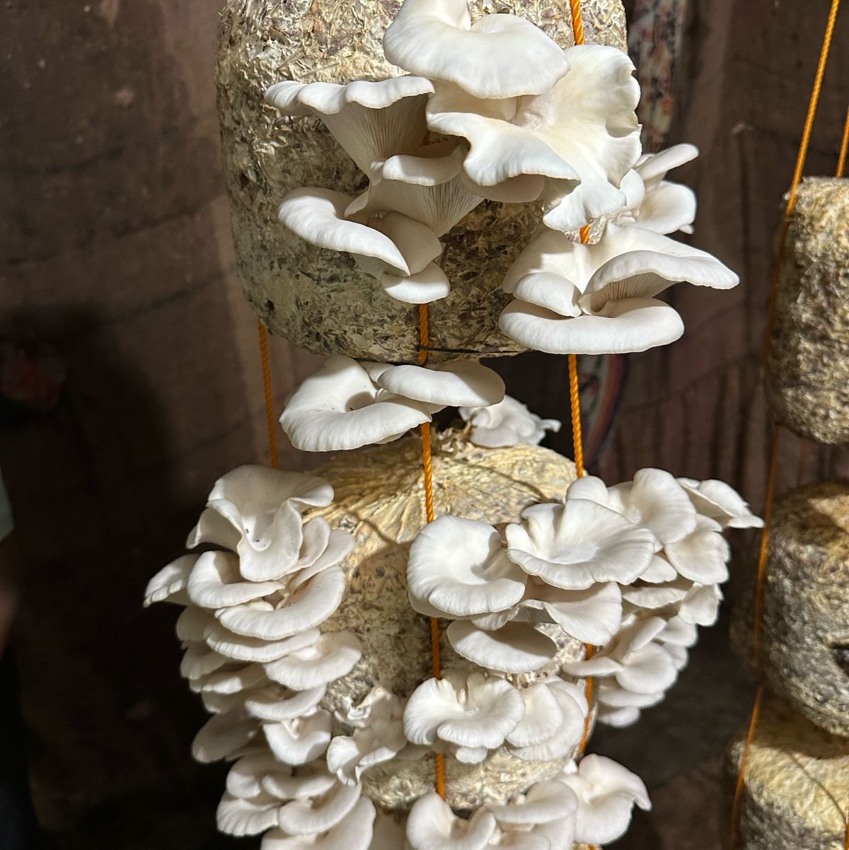 Oyster Mushroom बिक्री के लिए, नासिक, महाराष्ट्र