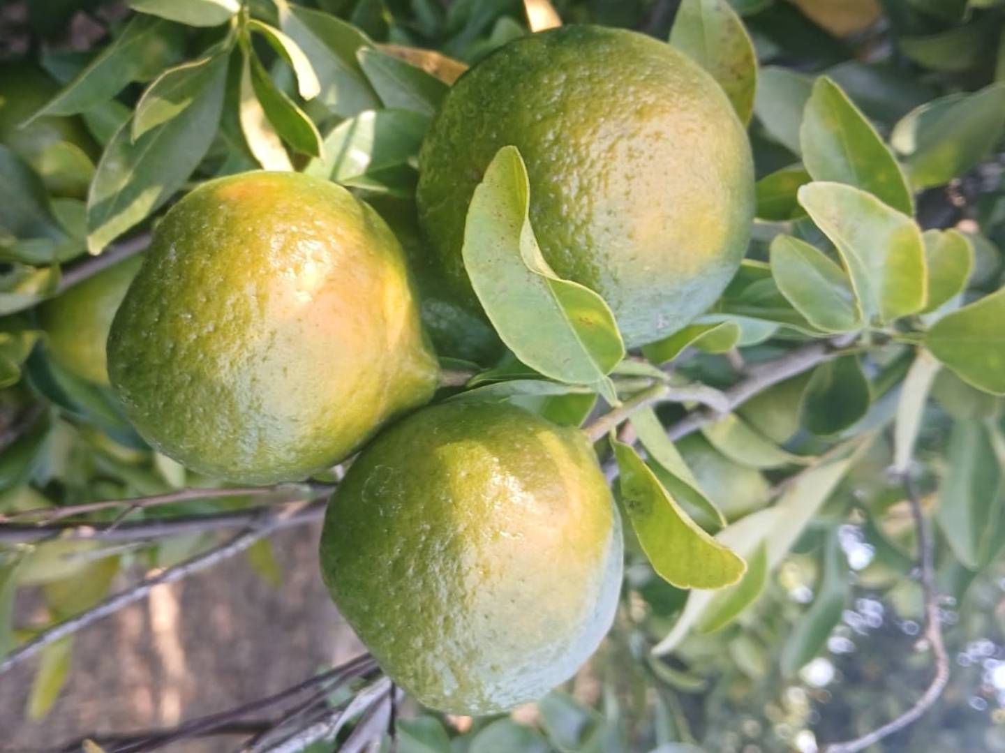 Nagpur Orange बिक्री के लिए, अमरावती, महाराष्ट्र