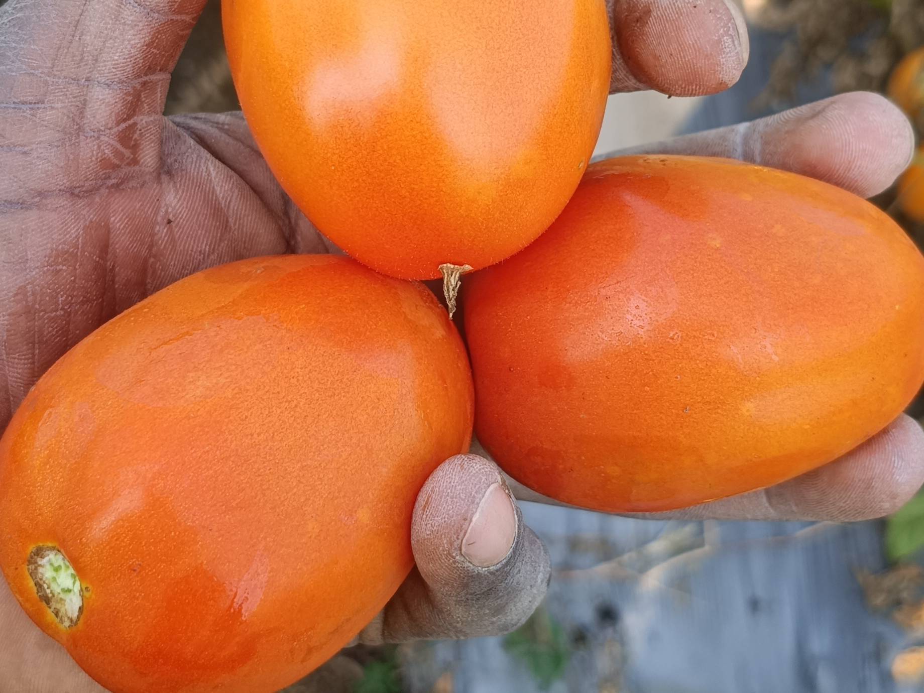 Plum Tomato for sale in Latur, Maharashtra