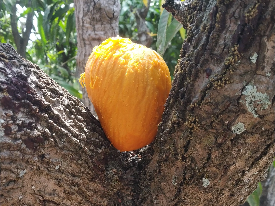 Alphonso (Hapus) विक्रीसाठी, सिंधुदुर्ग, महाराष्ट्र