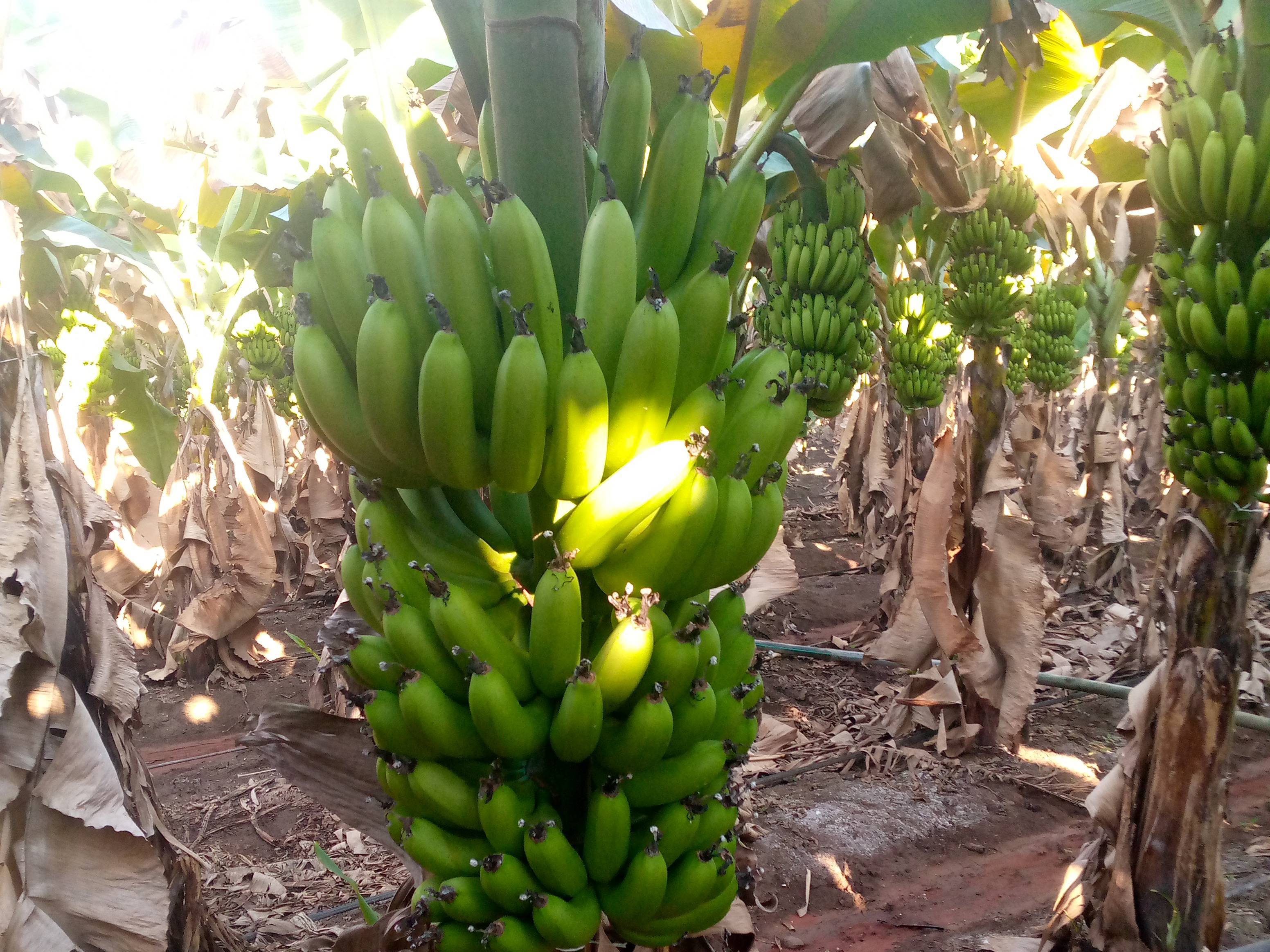 Cavendish Banana बिक्री के लिए, जालना, महाराष्ट्र