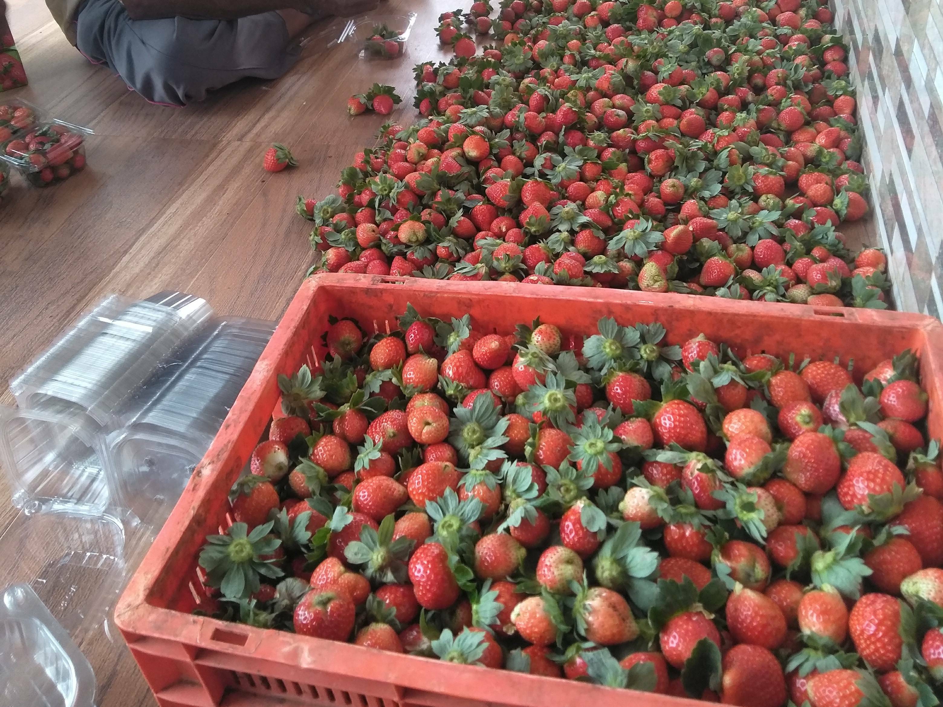 winter down for sale in Satara, Maharashtra