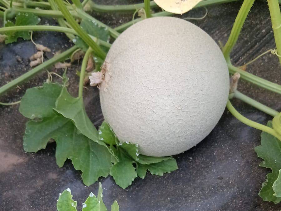 Cantaloupe for sale in Latur, Maharashtra
