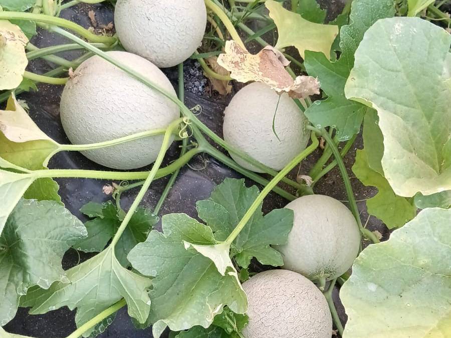 Cantaloupe for sale in Latur, Maharashtra