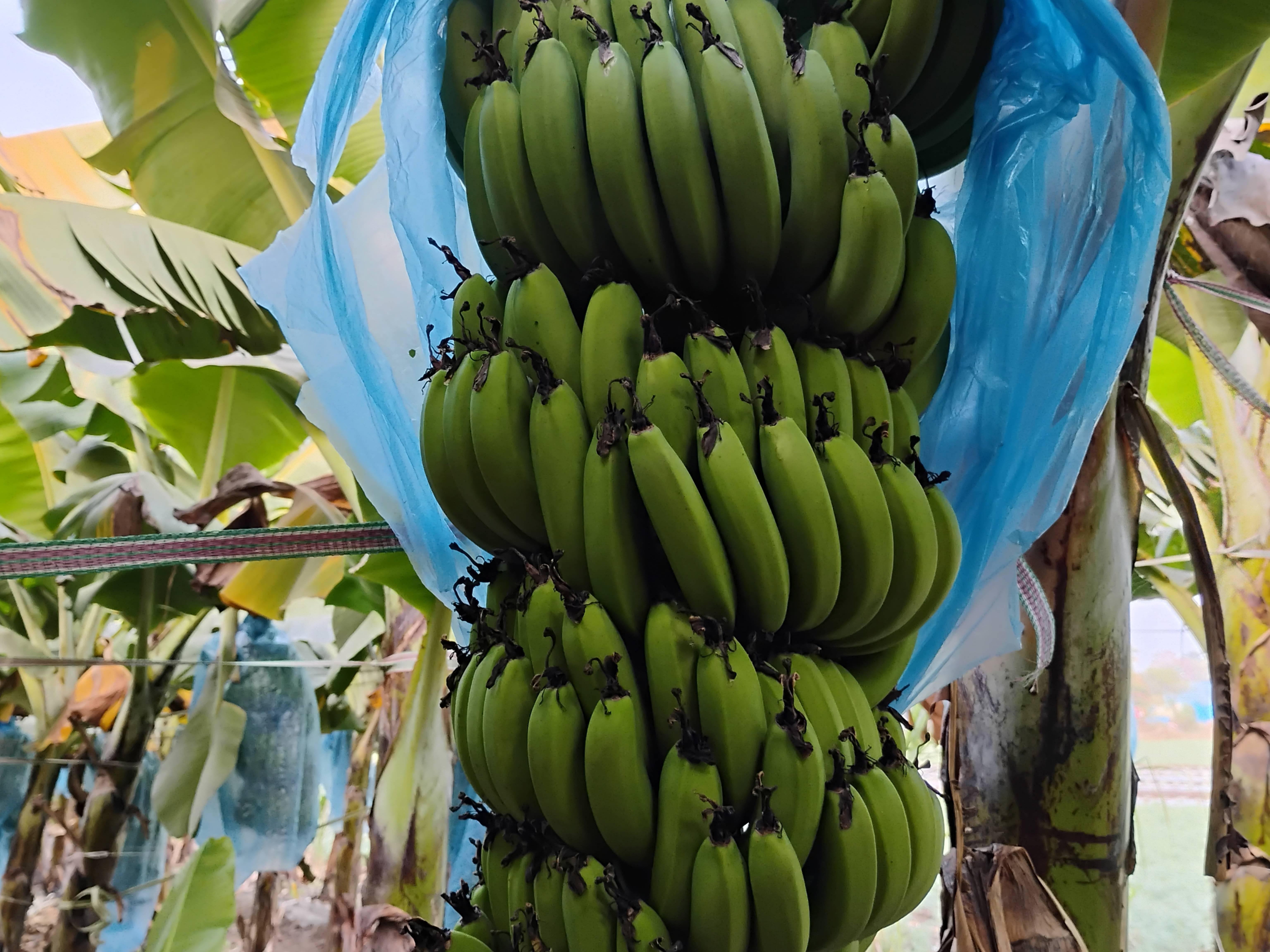 Cavendish Banana विक्रीसाठी, बीड, महाराष्ट्र