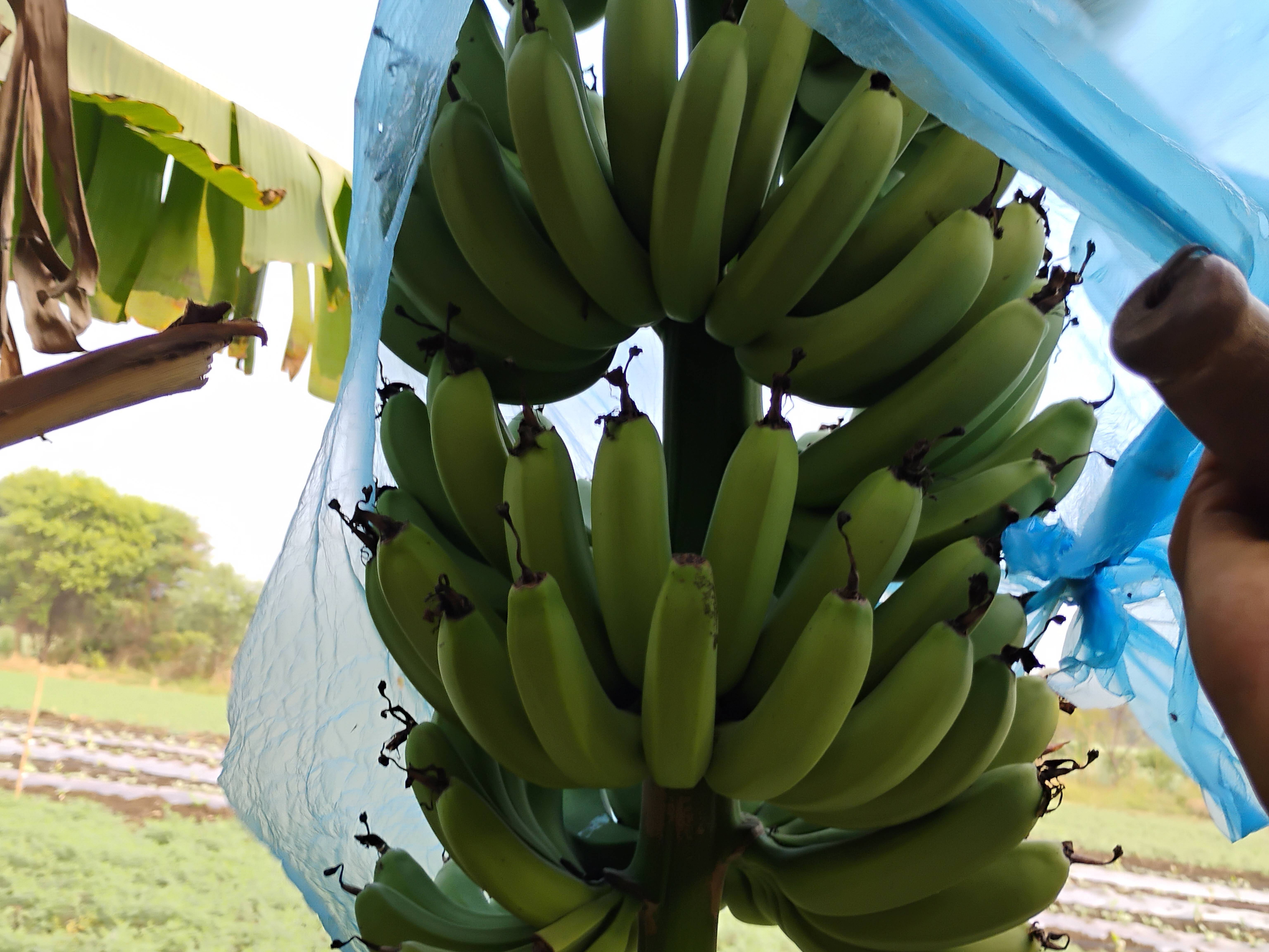 Cavendish Banana विक्रीसाठी, बीड, महाराष्ट्र