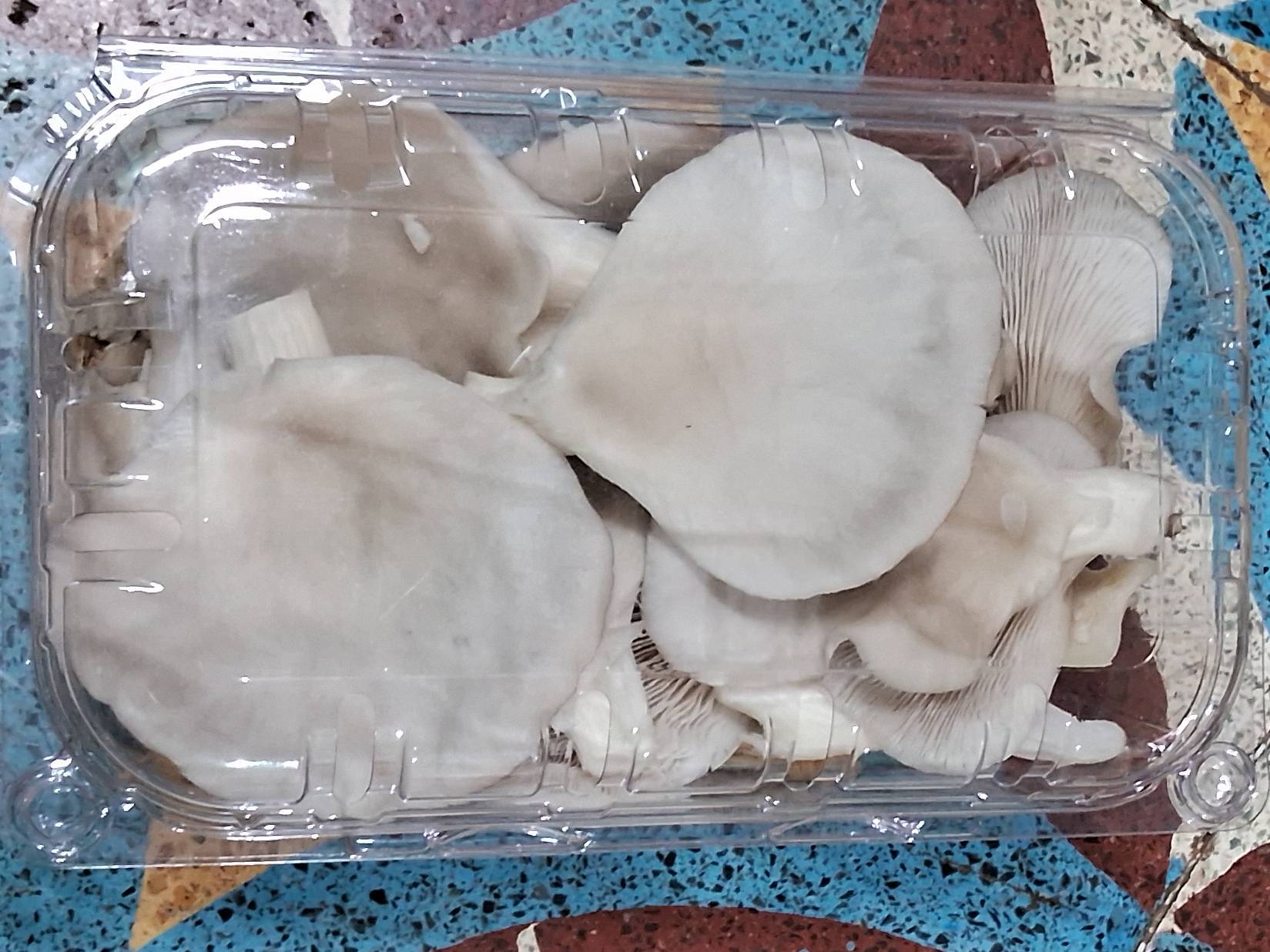 Oyster Mushroom for sale in Pune, Maharashtra