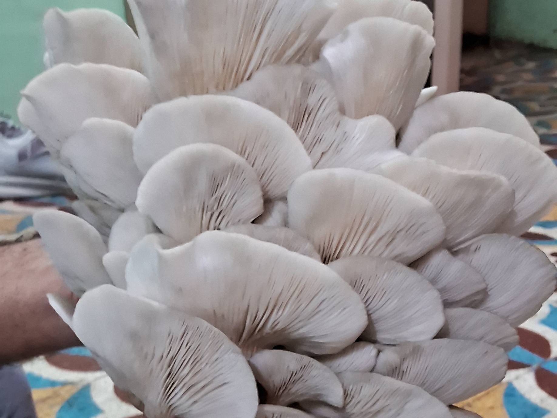 Oyster Mushroom for sale in Pune, Maharashtra