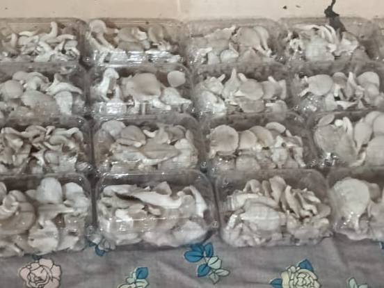 Oyster Mushroom required in Pune, Maharashtra