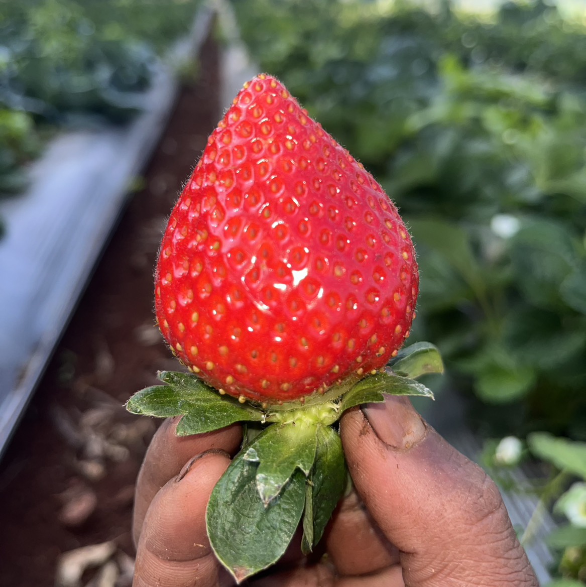 R1 Mecillo for sale in Satara, Maharashtra