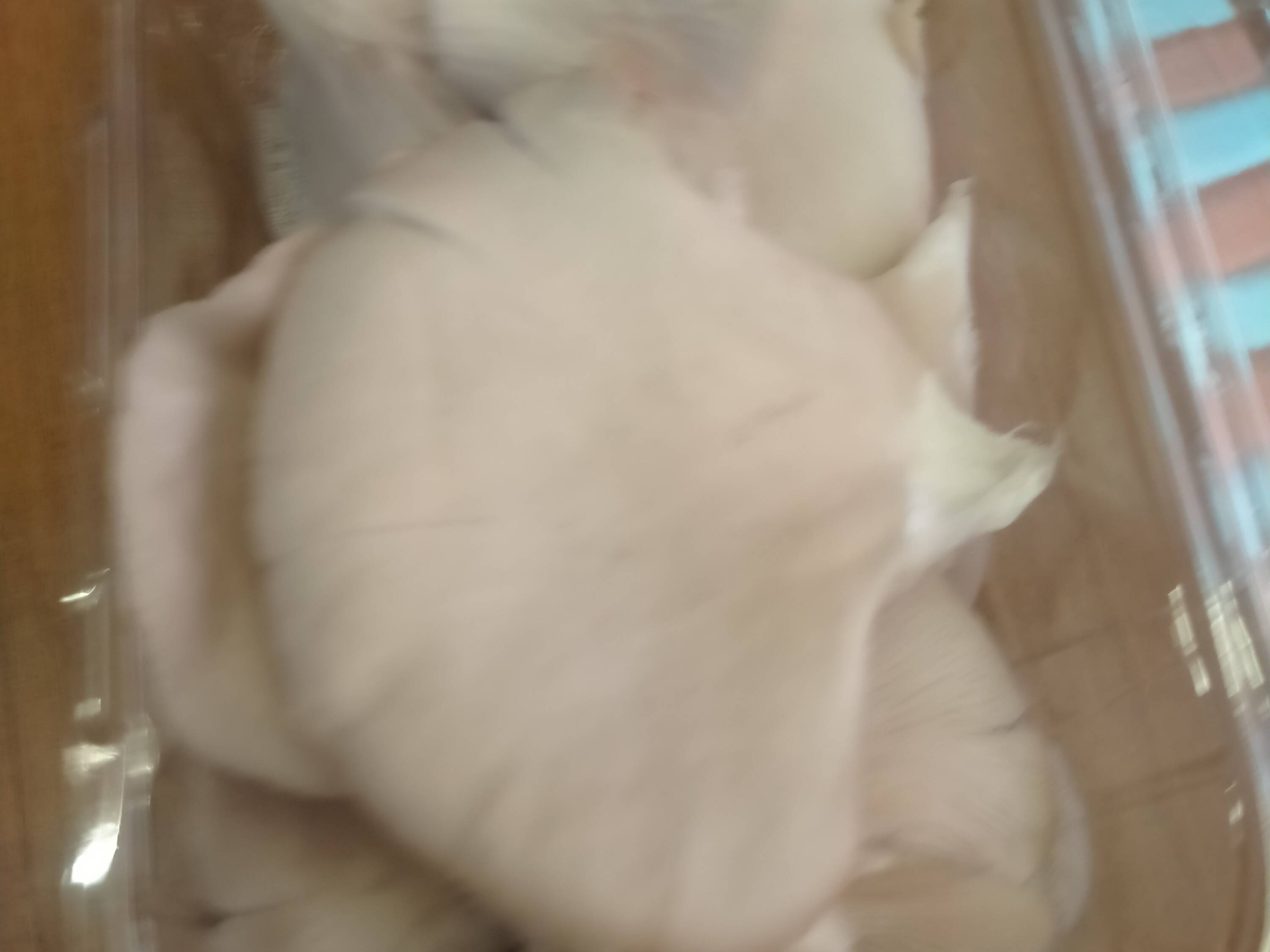 Oyster Mushroom विक्रीसाठी, पुणे, महाराष्ट्र