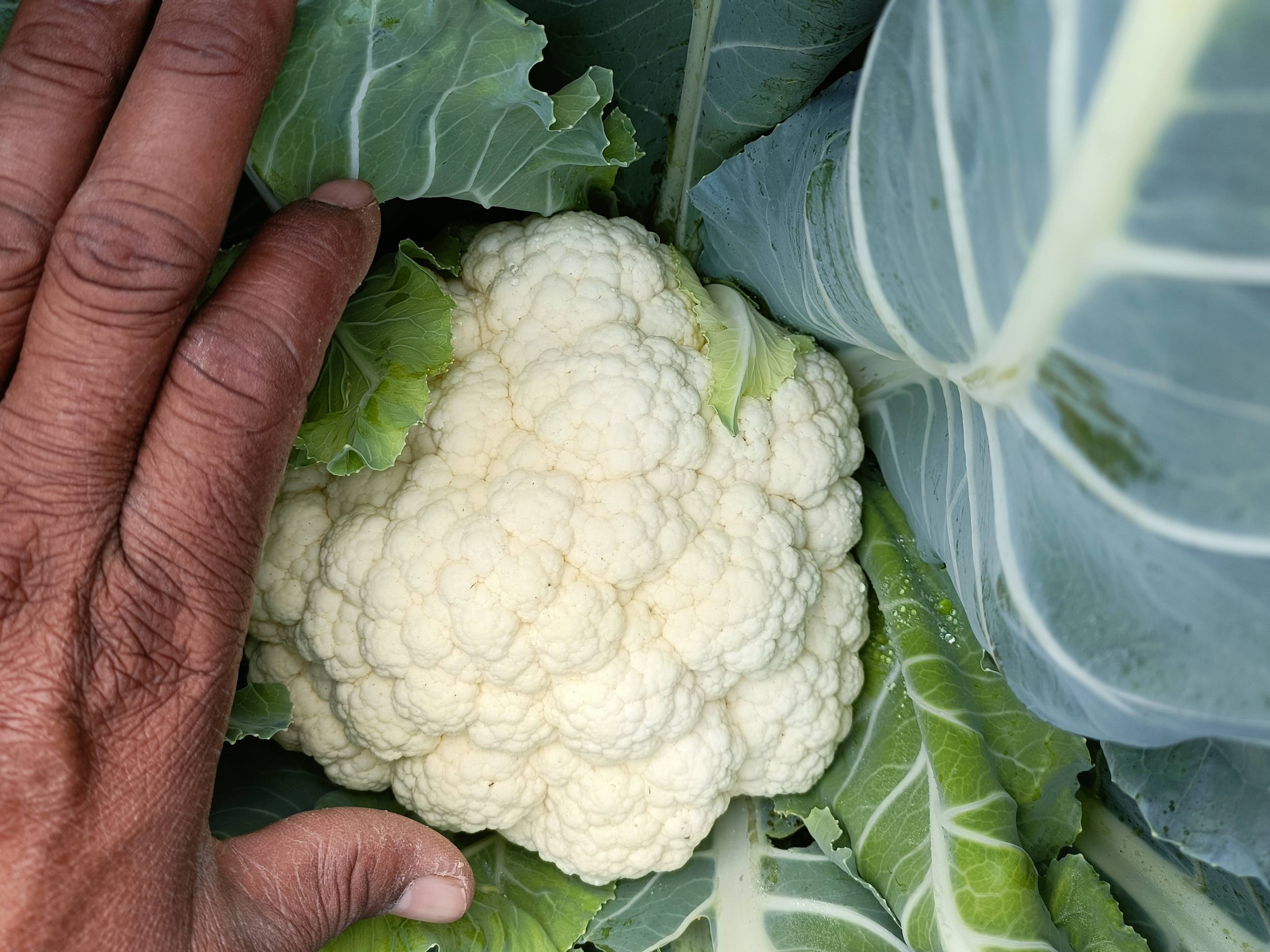 Early Cauliflower विक्रीसाठी, अहिल्यानगर, महाराष्ट्र