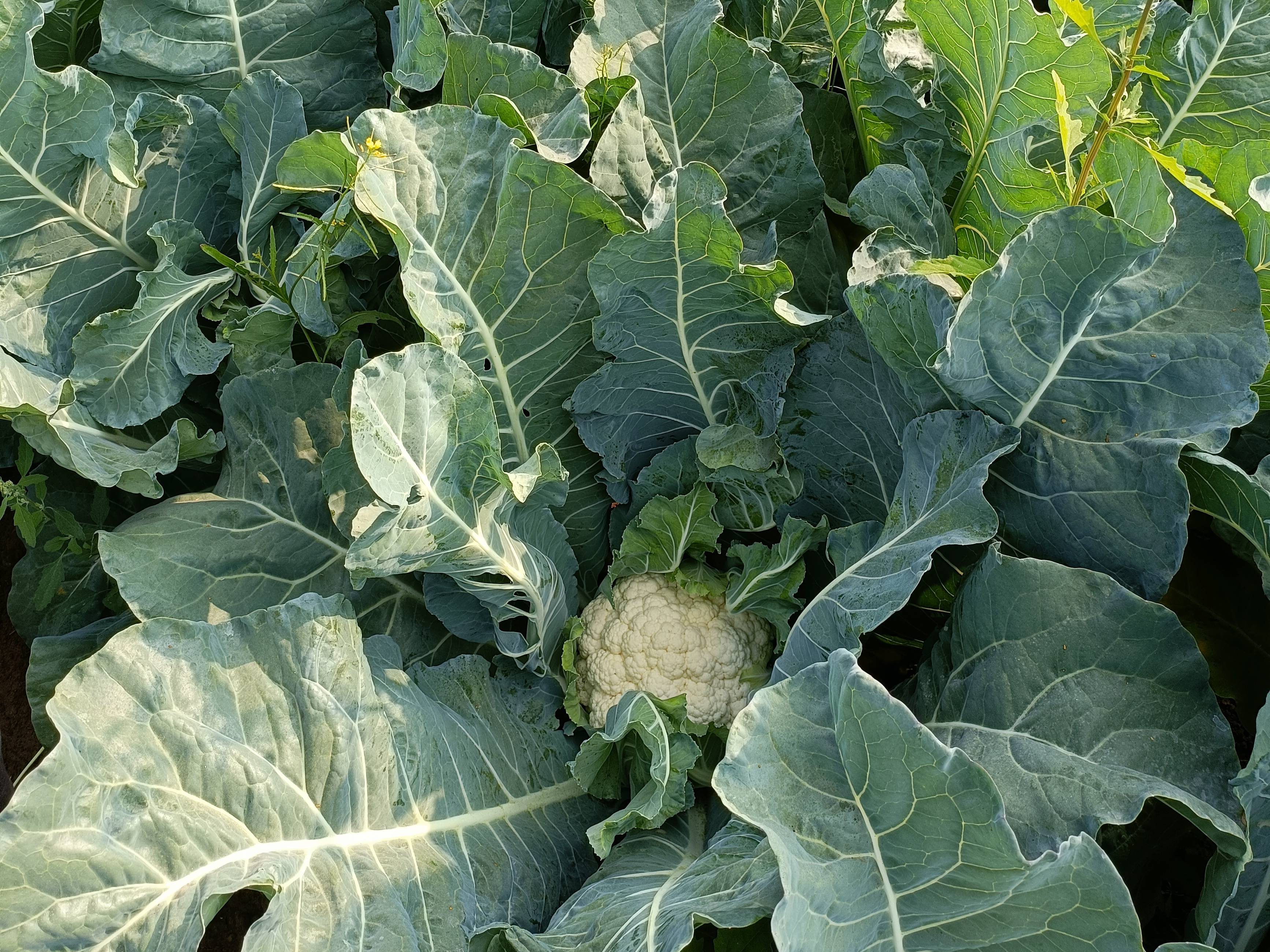 Early Cauliflower विक्रीसाठी, अहिल्यानगर, महाराष्ट्र