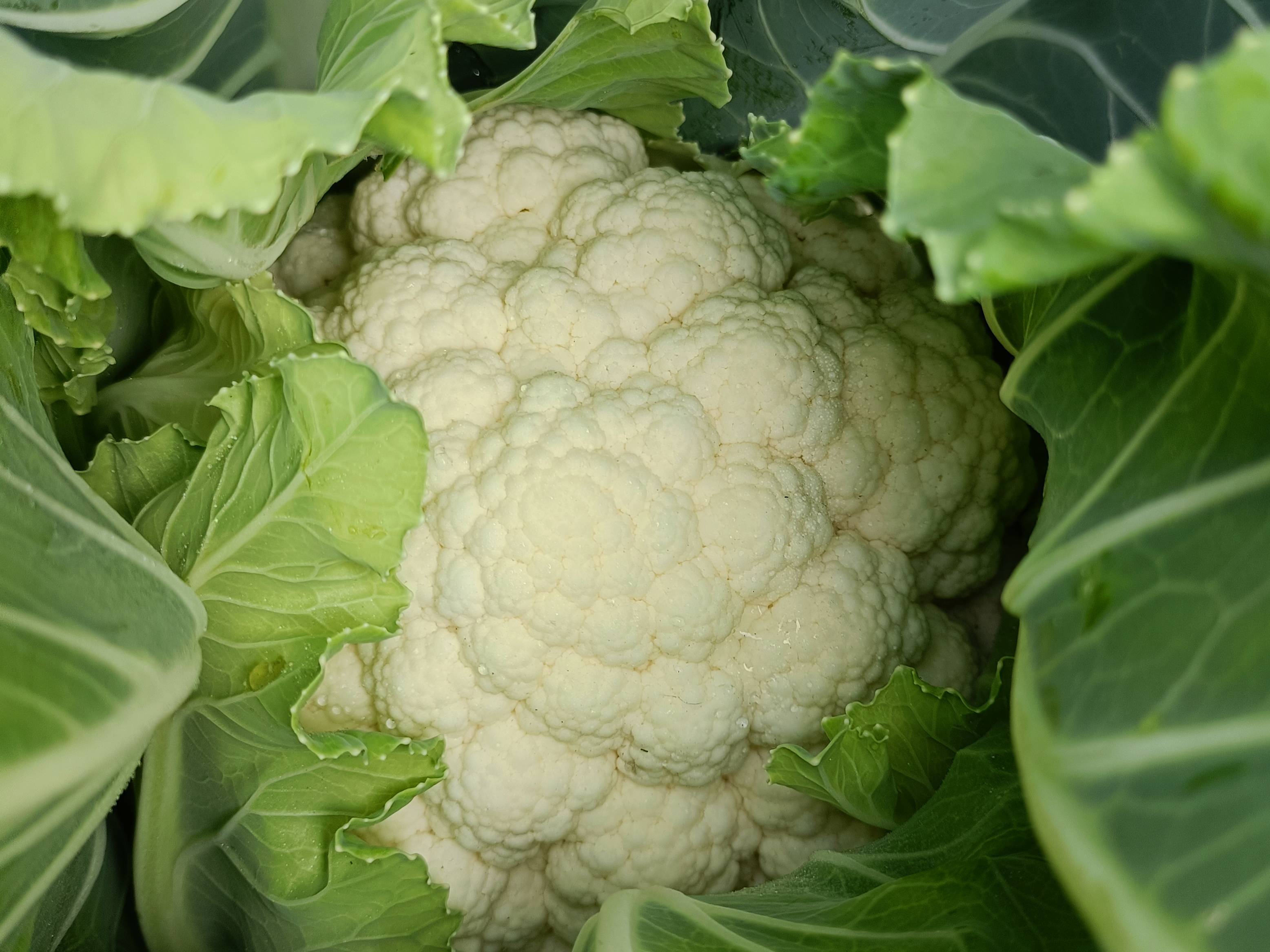 Early Cauliflower विक्रीसाठी, अहिल्यानगर, महाराष्ट्र