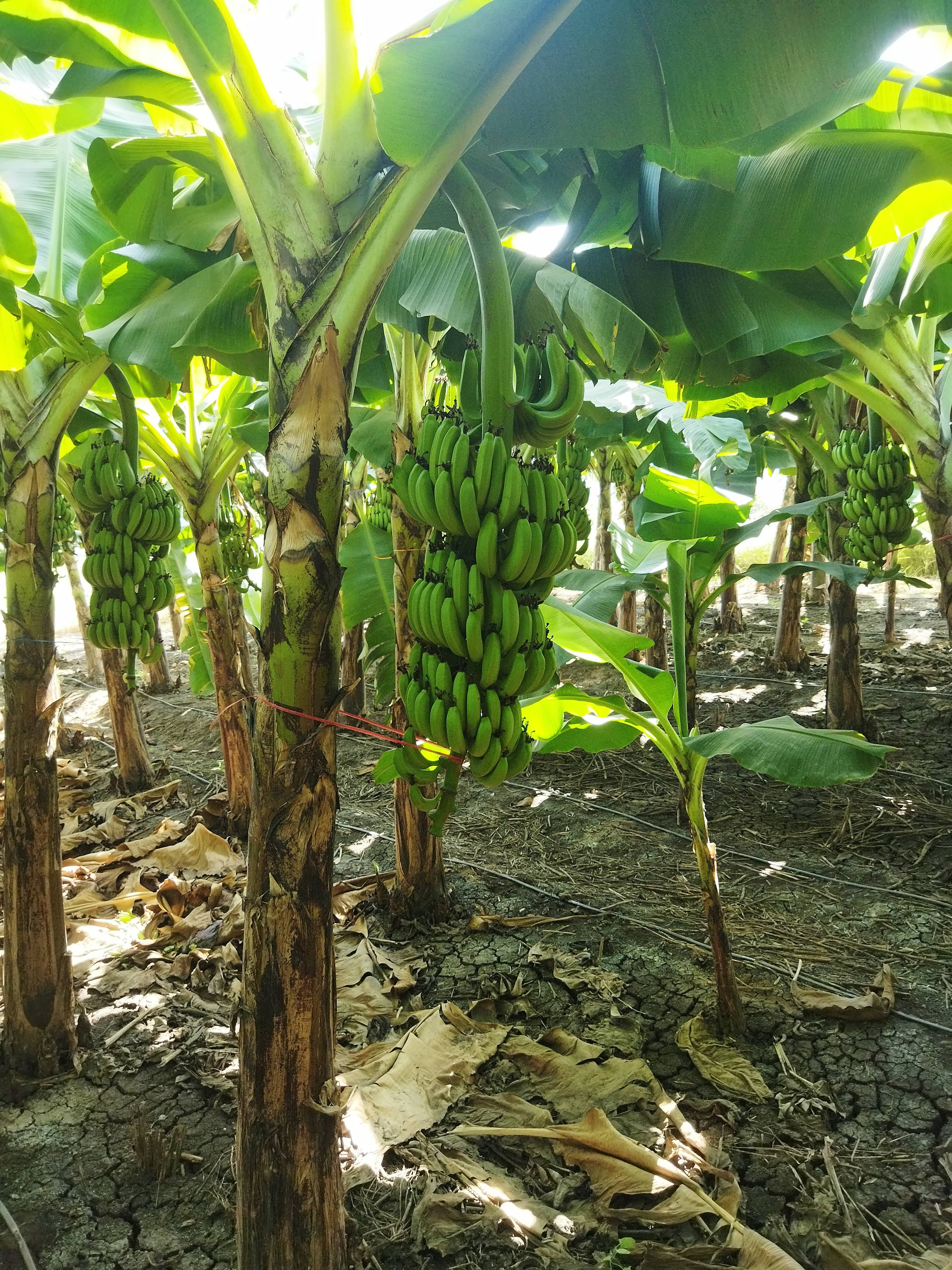 Banana Cavendish Banana