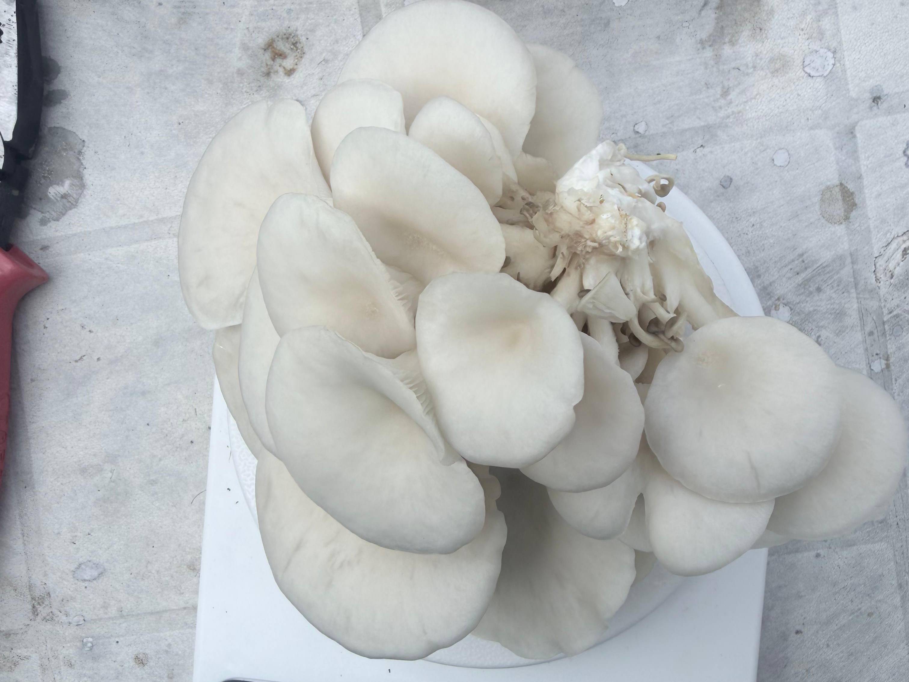 Oyster Mushroom बिक्री के लिए, पुणे, महाराष्ट्र