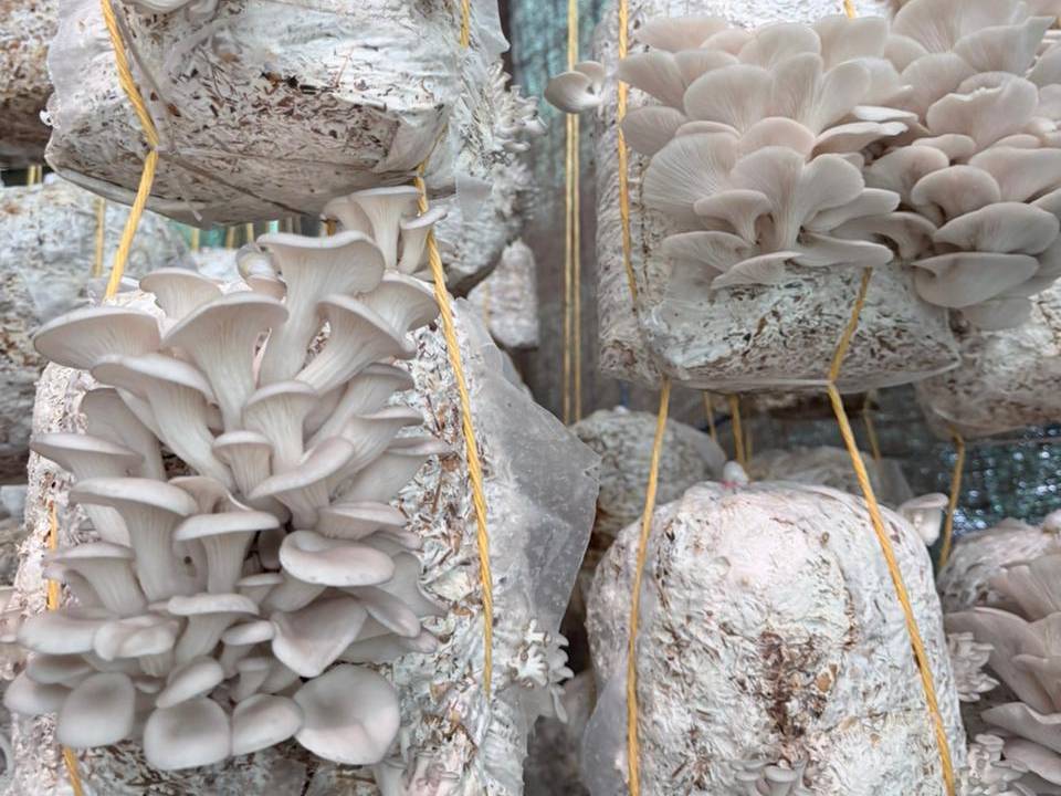 Oyster Mushroom बिक्री के लिए, पुणे, महाराष्ट्र