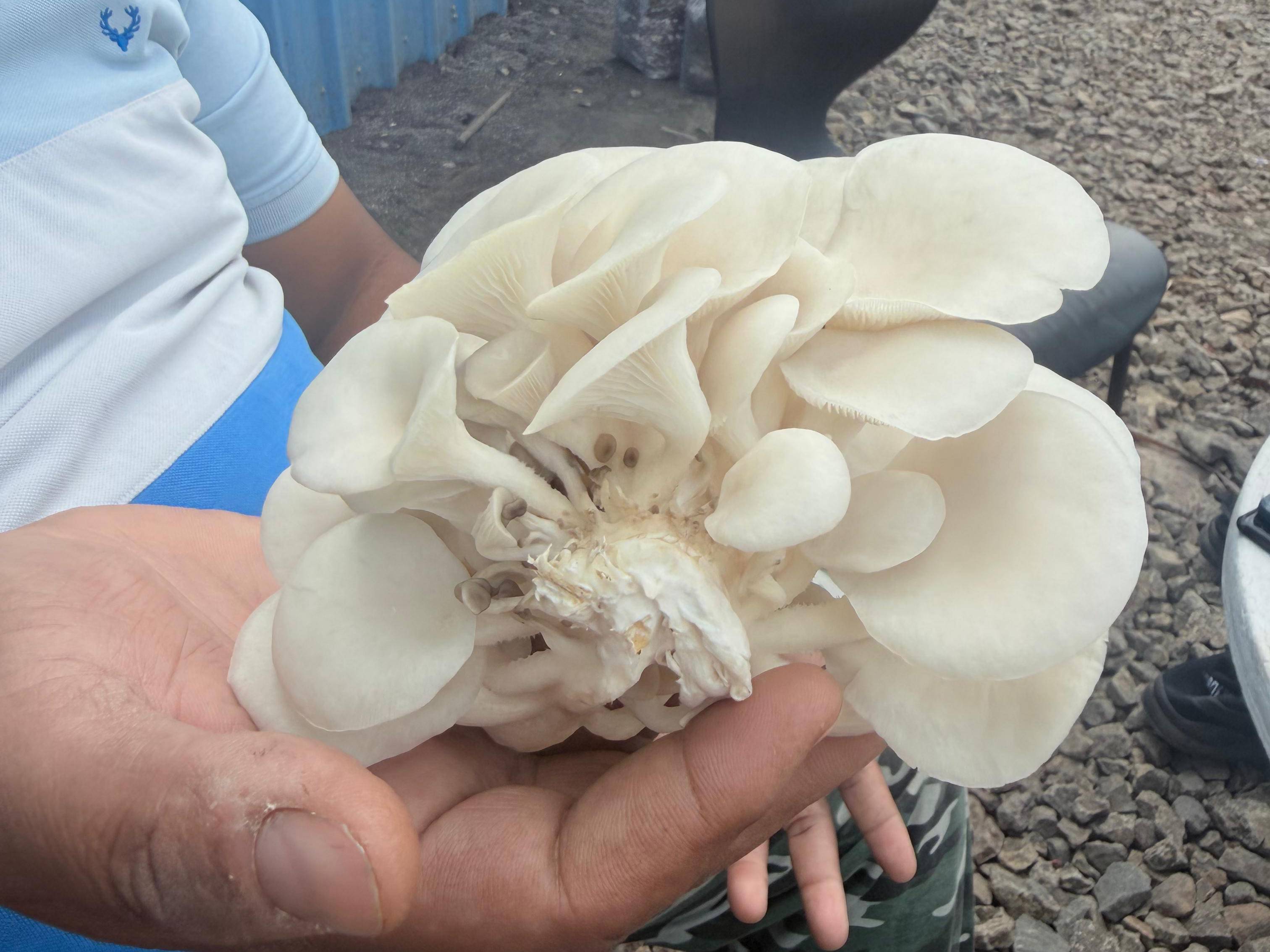 Oyster Mushroom बिक्री के लिए, पुणे, महाराष्ट्र