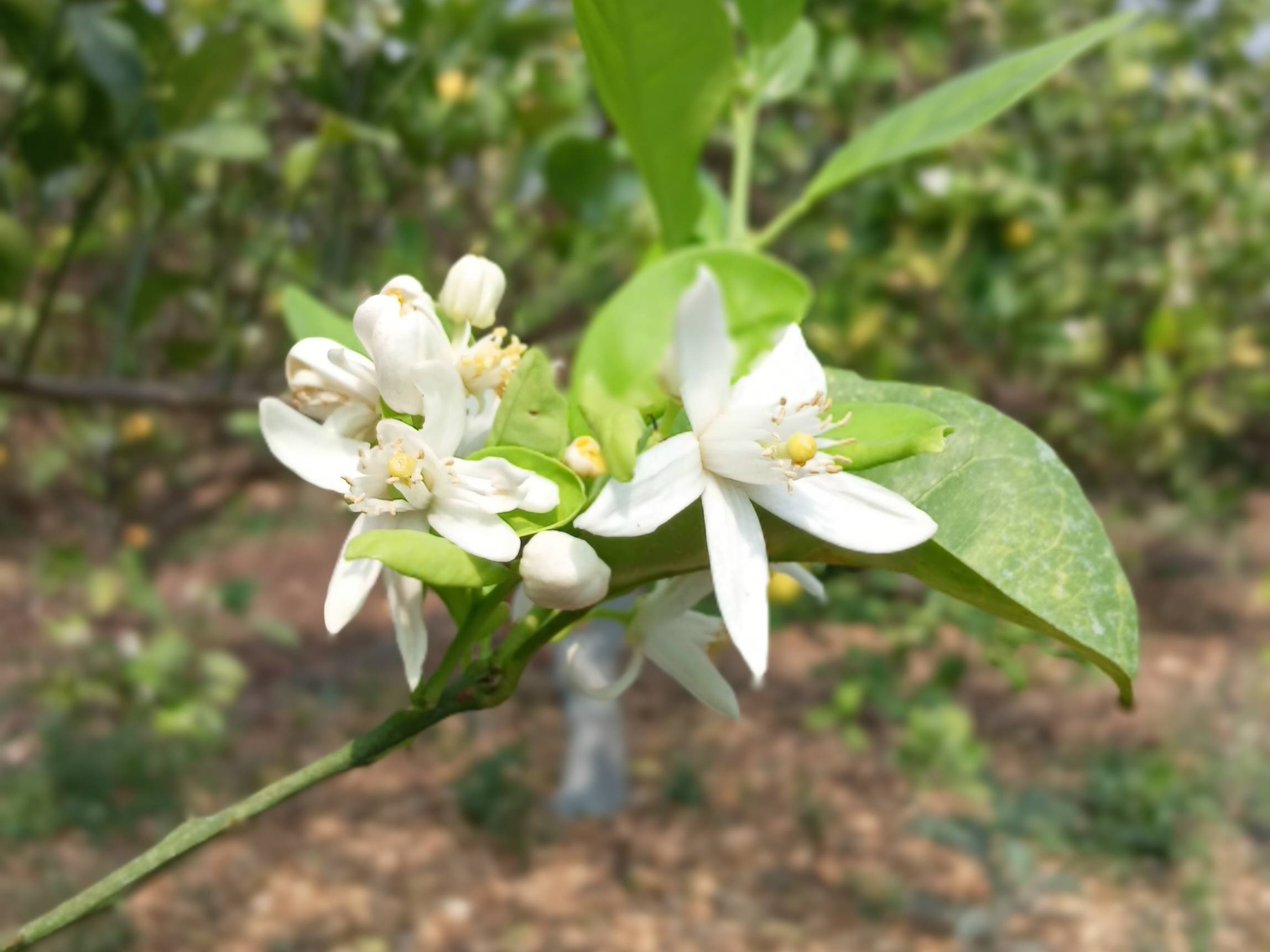 Golden Mousambi बिक्री के लिए, जलगांव, महाराष्ट्र