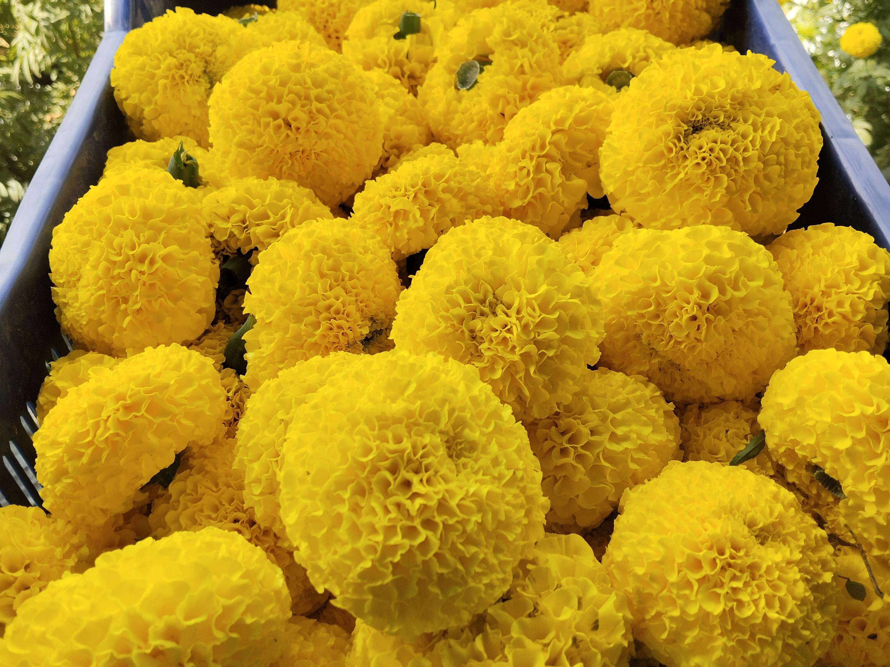 Marigold Yellow Marigold
