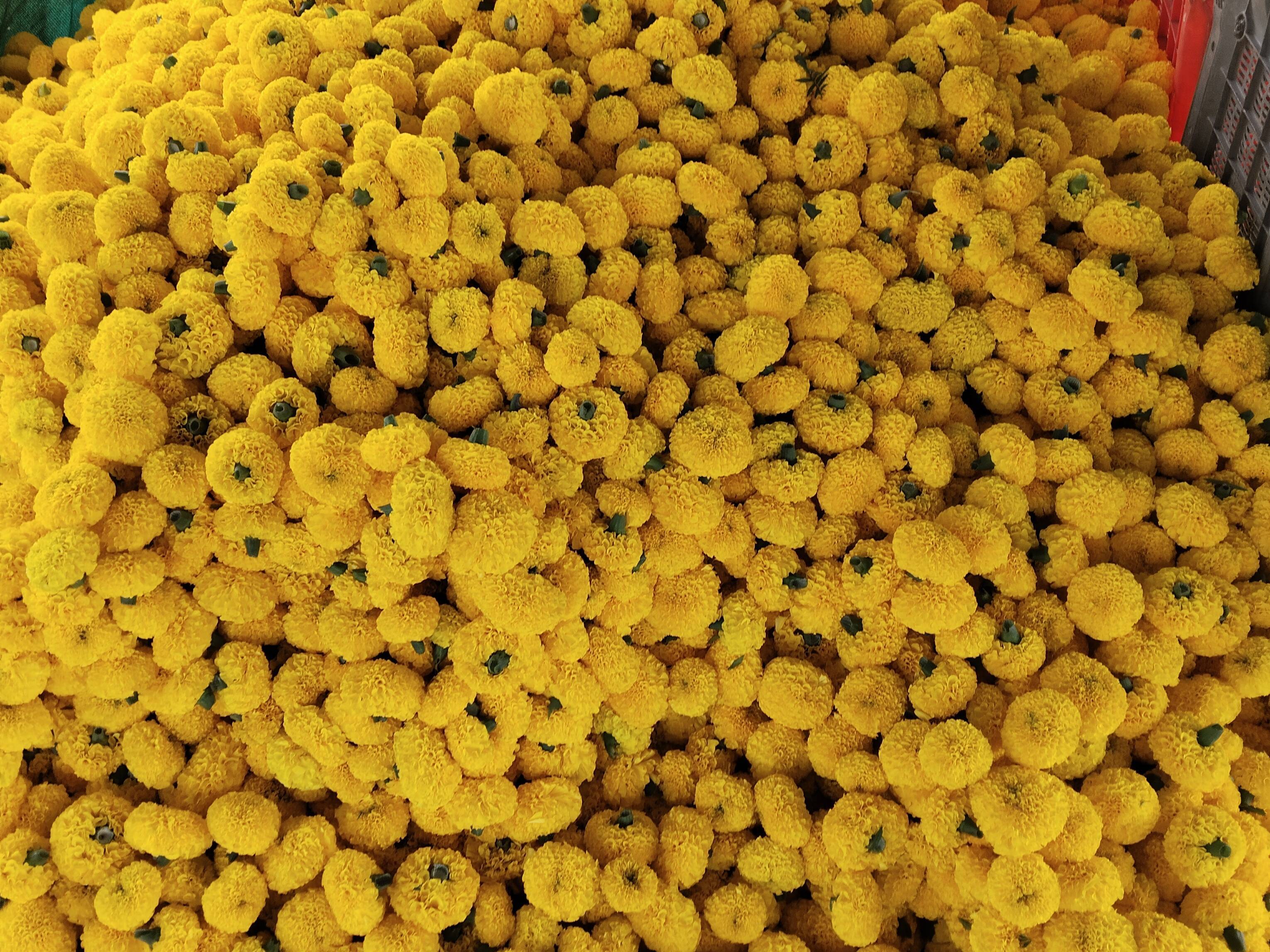 Yellow Marigold बिक्री के लिए, अहिल्यानगर, महाराष्ट्र