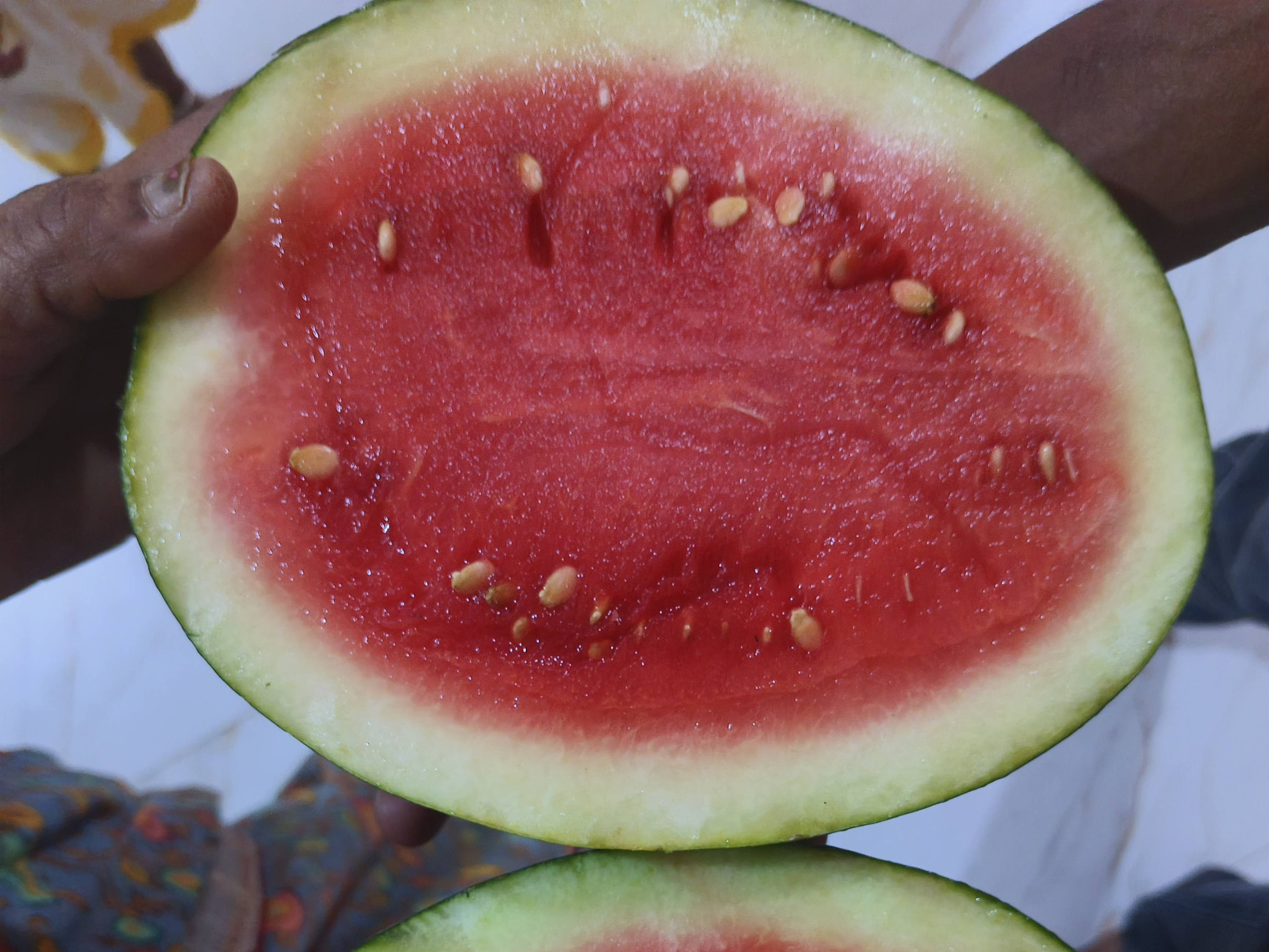 Kiran Watermelon बिक्री के लिए, परभणी, महाराष्ट्र