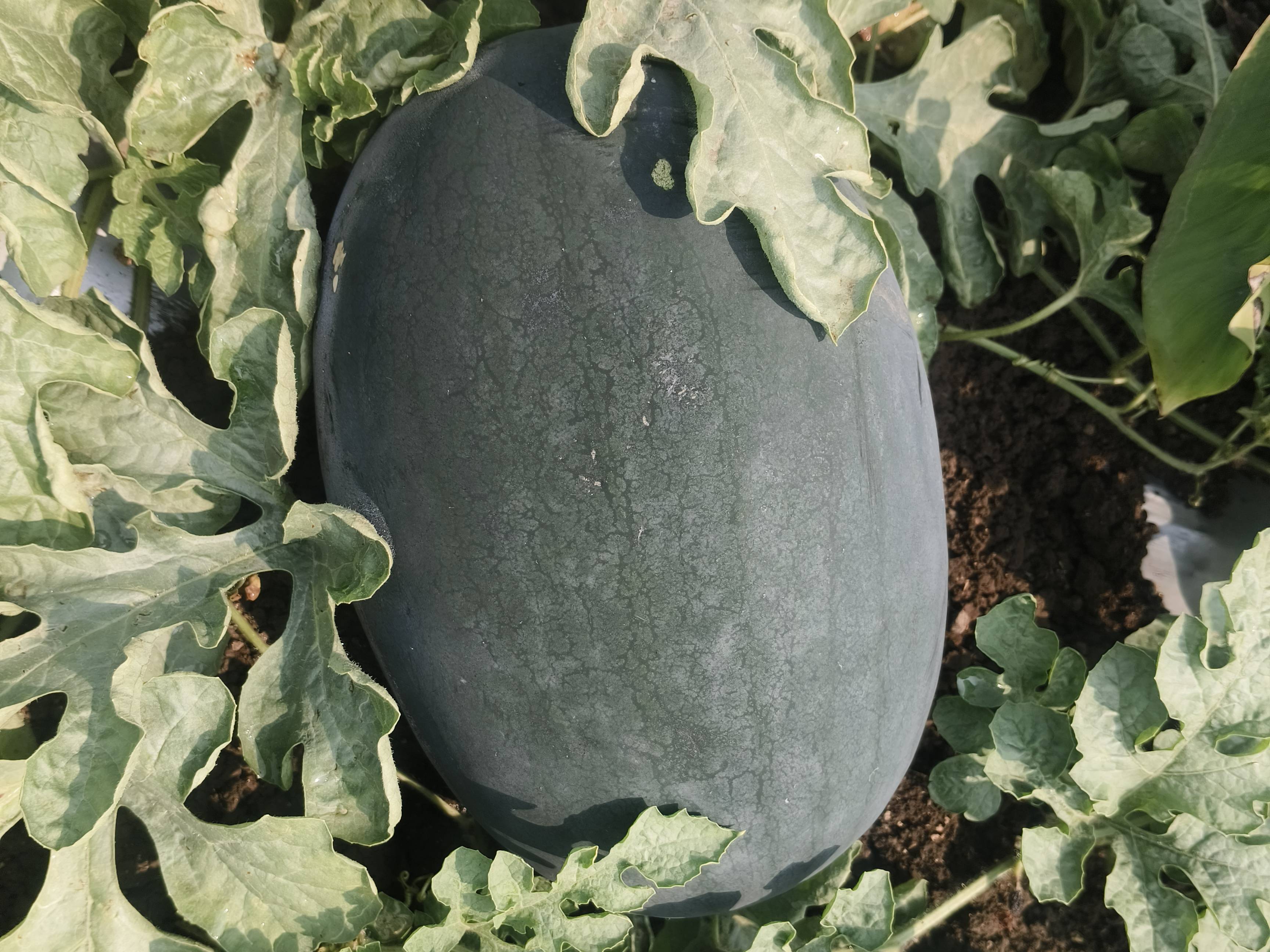 Kiran Watermelon बिक्री के लिए, परभणी, महाराष्ट्र