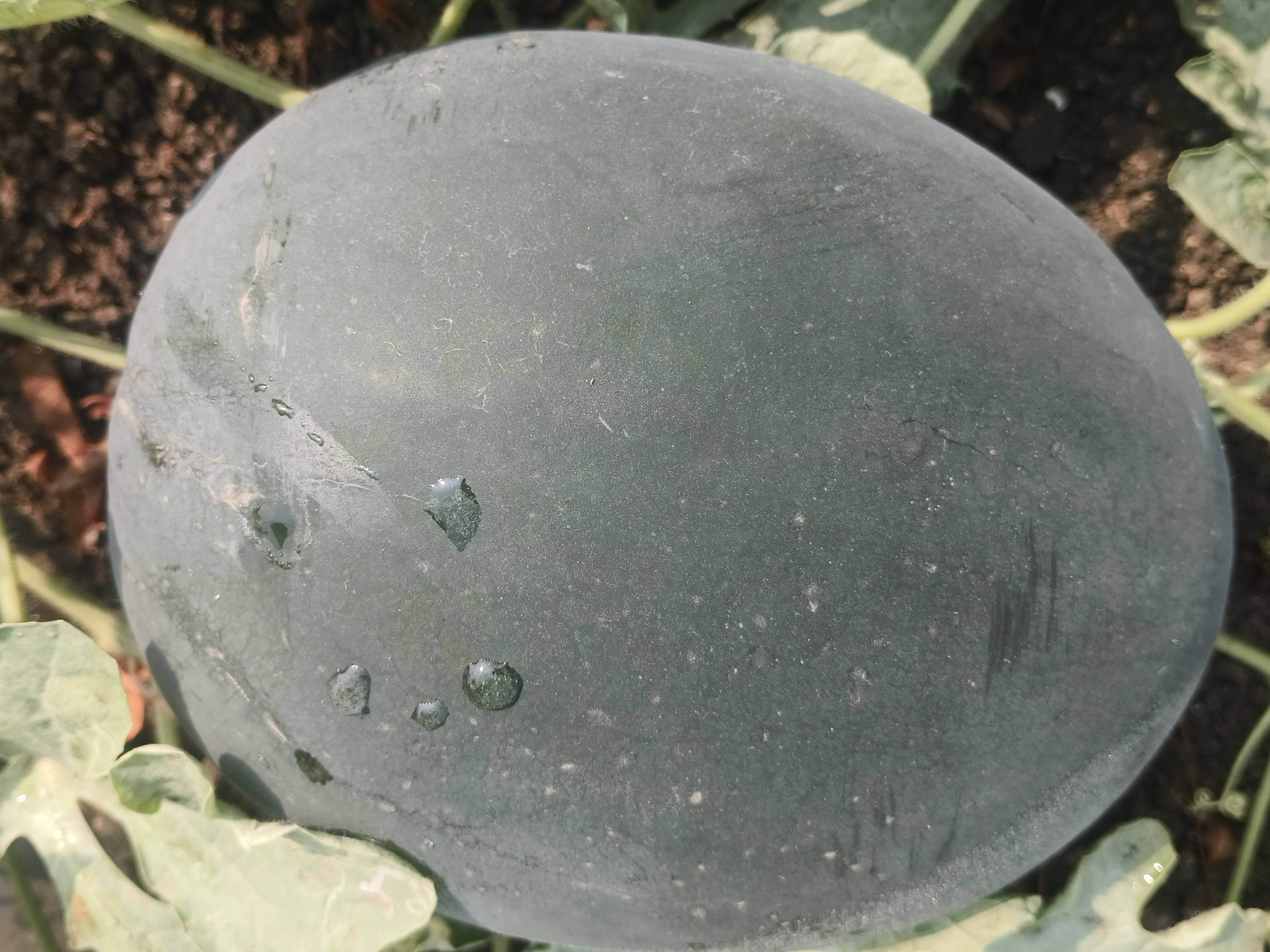 Kiran Watermelon बिक्री के लिए, परभणी, महाराष्ट्र