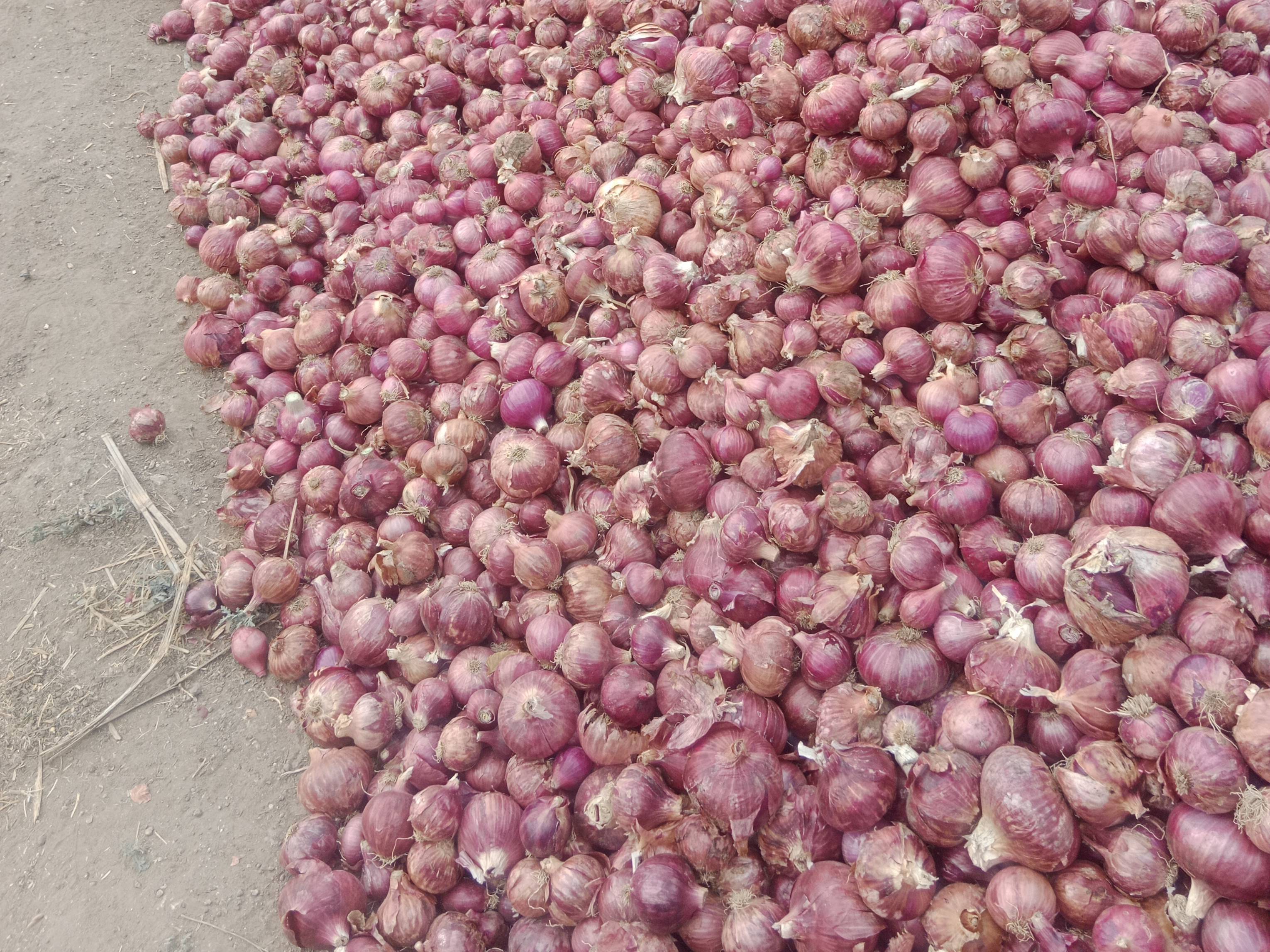 Red Onion बिक्री के लिए, अहिल्यानगर, महाराष्ट्र