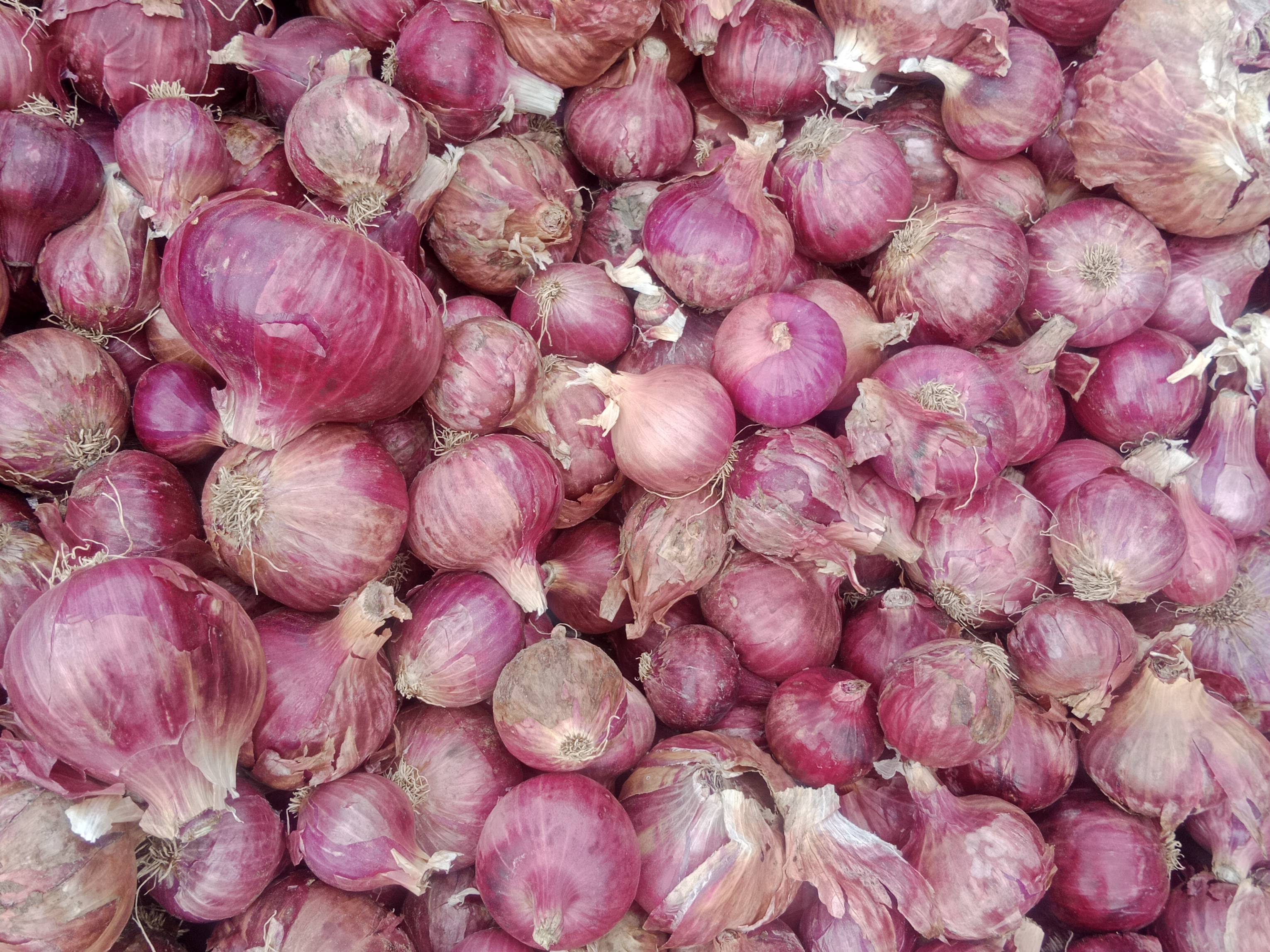 Red Onion बिक्री के लिए, अहिल्यानगर, महाराष्ट्र