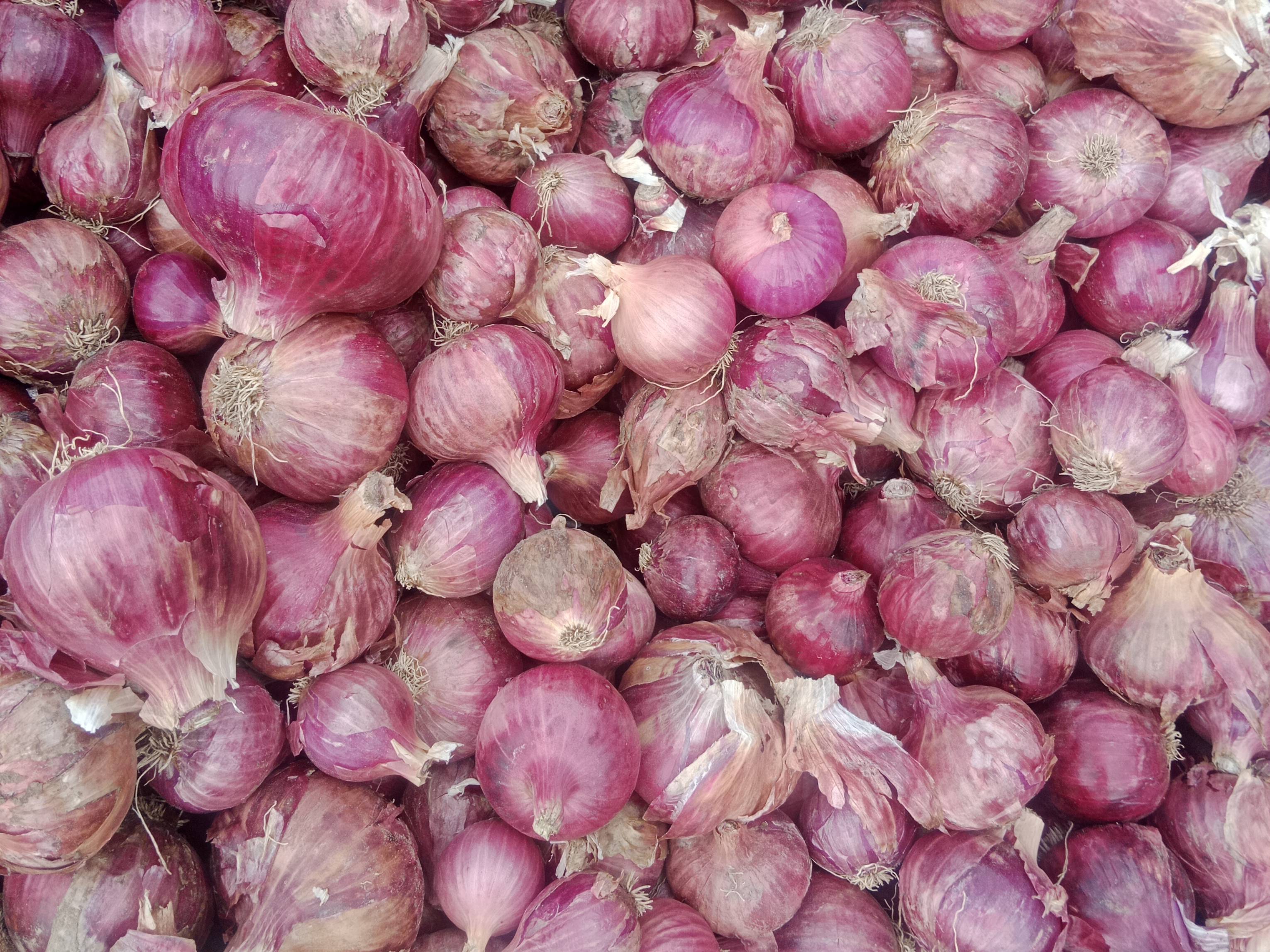 Red Onion बिक्री के लिए, अहिल्यानगर, महाराष्ट्र
