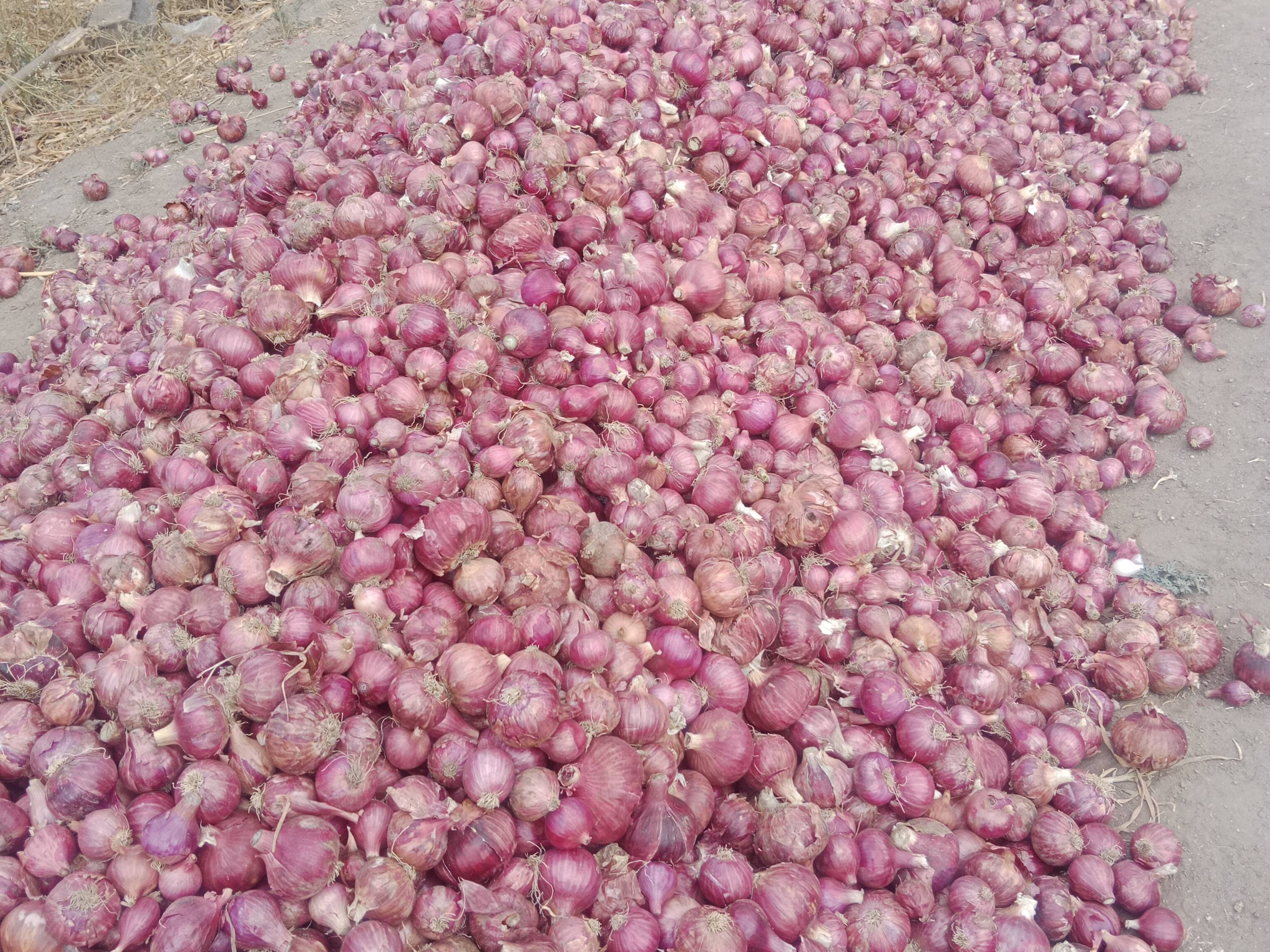 Red Onion बिक्री के लिए, अहिल्यानगर, महाराष्ट्र