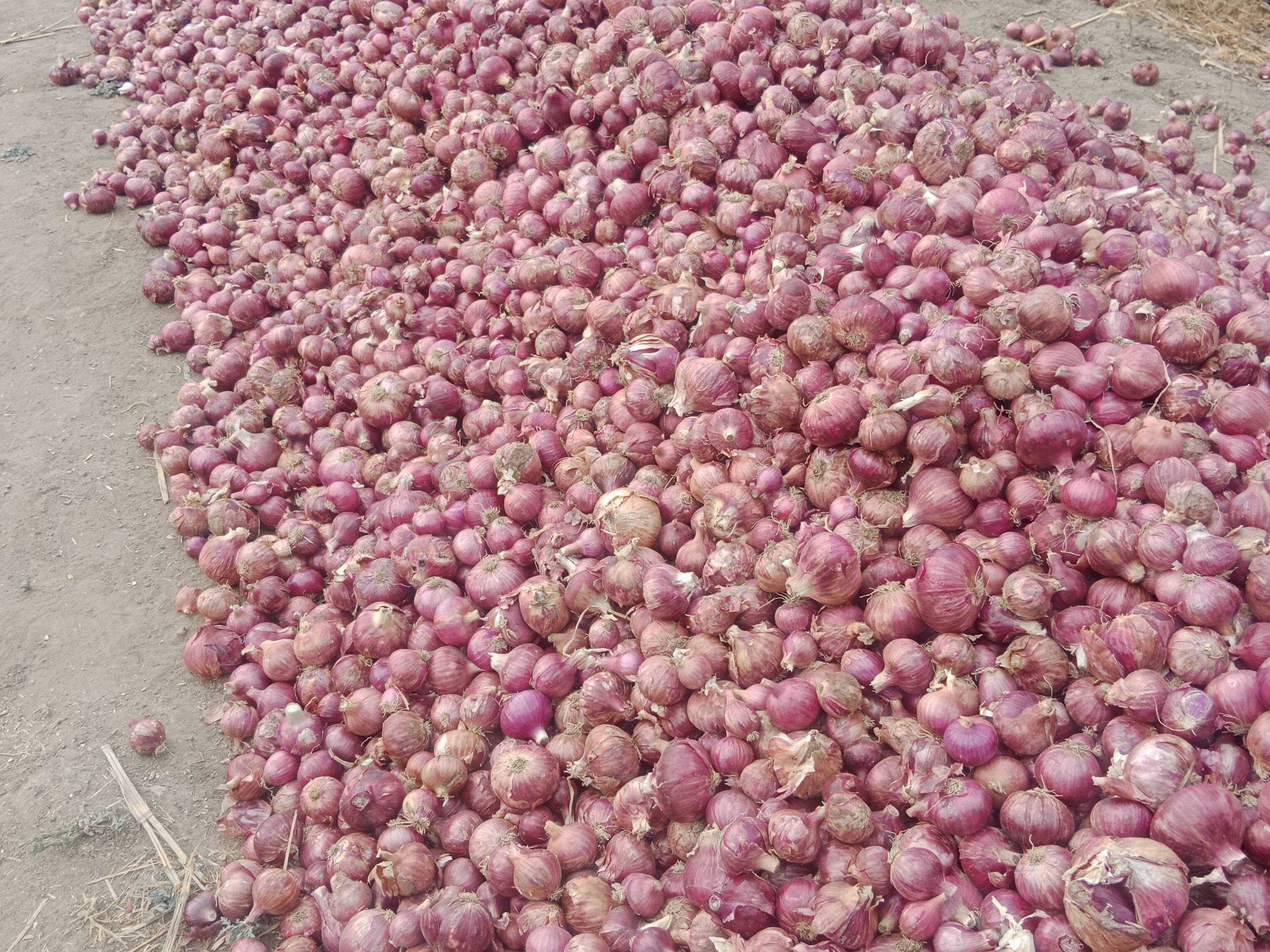 Red Onion बिक्री के लिए, अहिल्यानगर, महाराष्ट्र