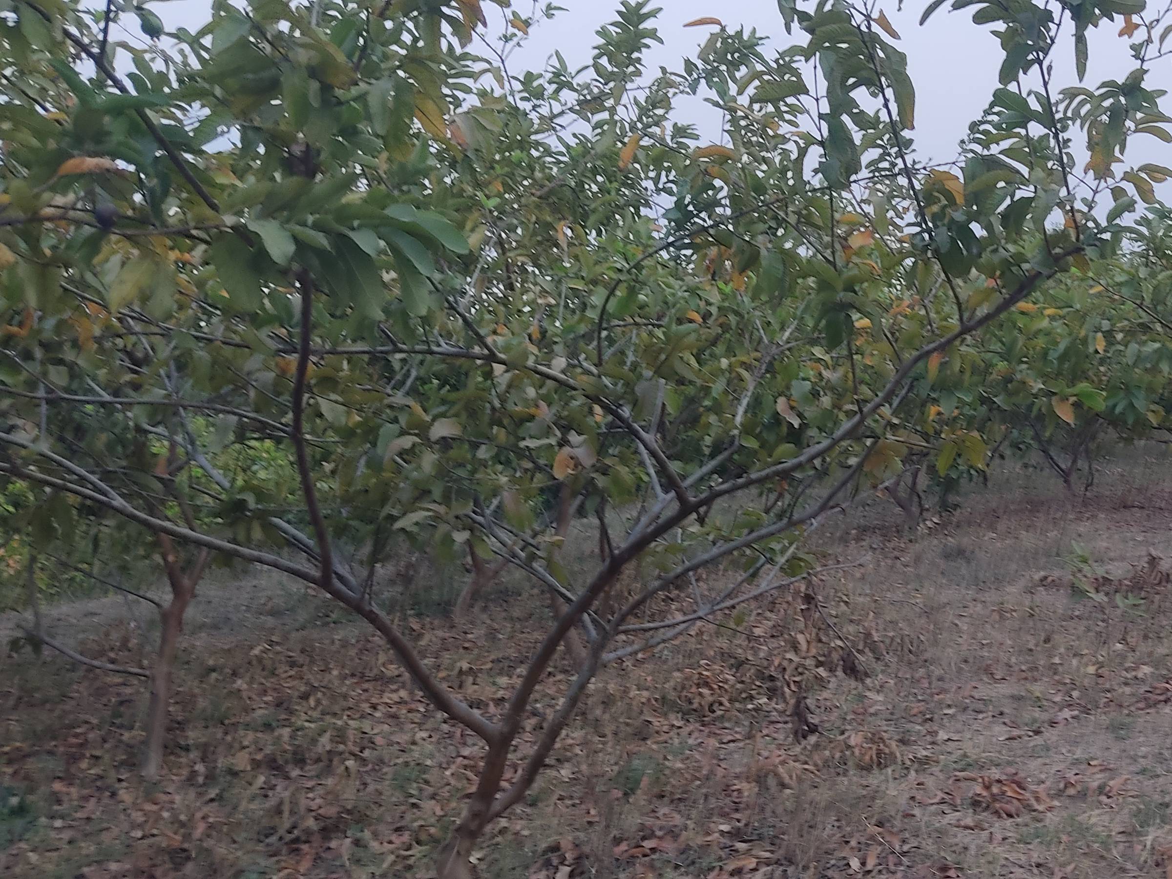 Taiwan Pink for sale in Jalgaon, Maharashtra