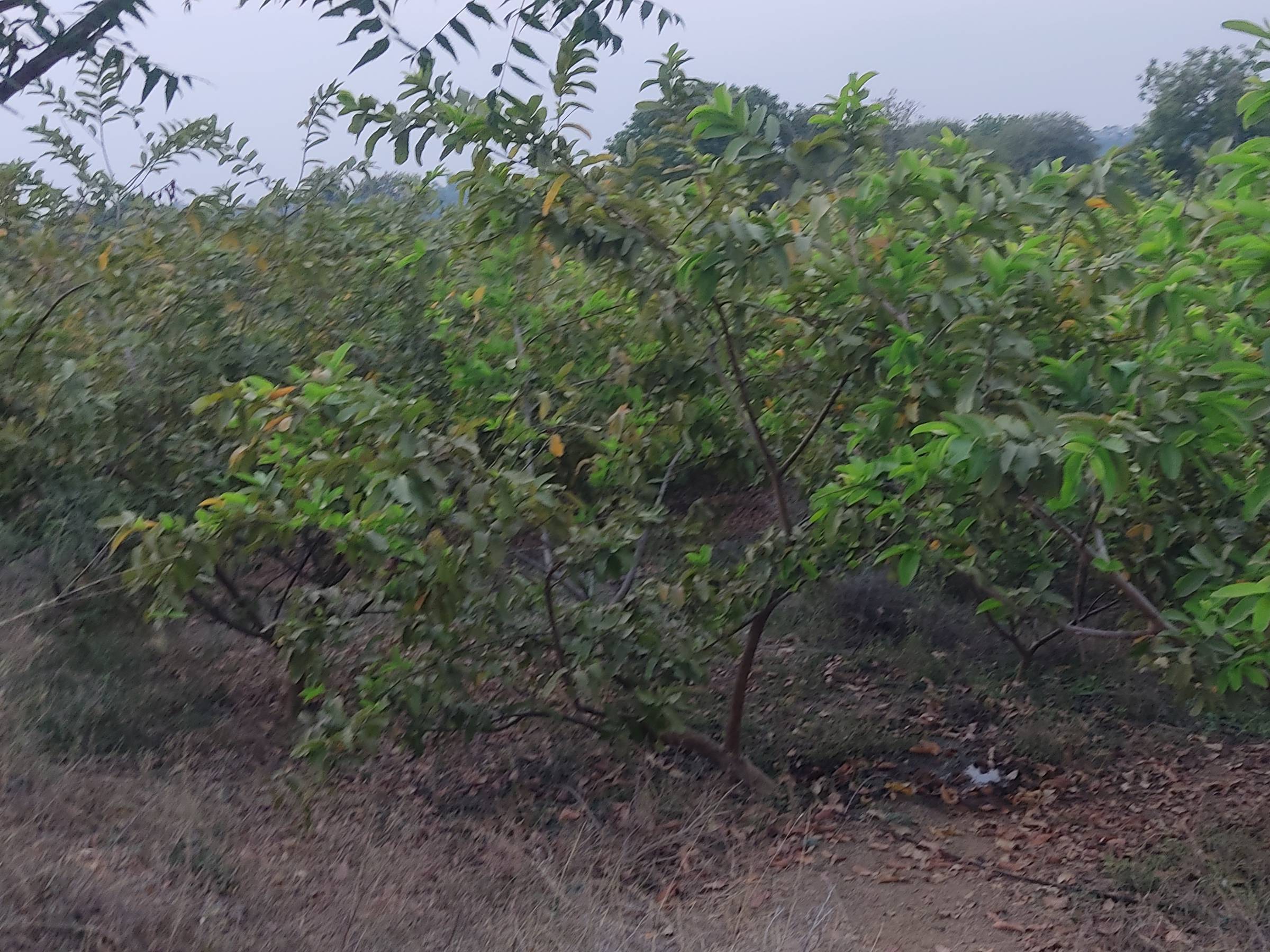 Taiwan Pink for sale in Jalgaon, Maharashtra