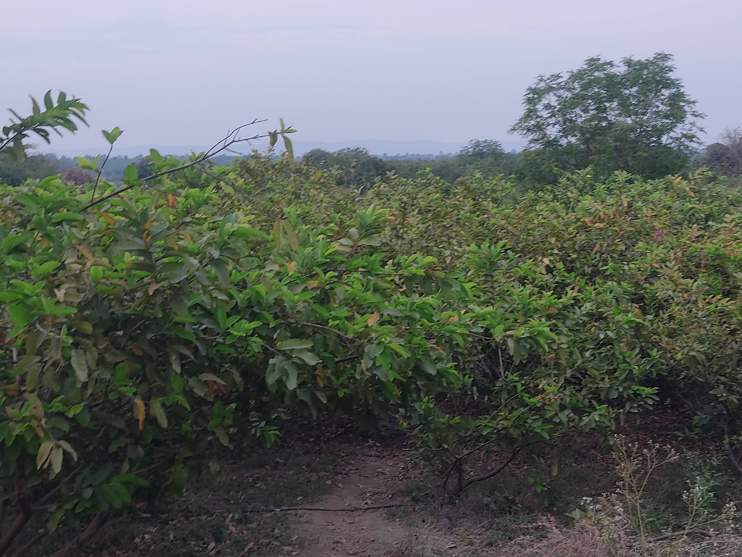 Taiwan Pink for sale in Jalgaon, Maharashtra