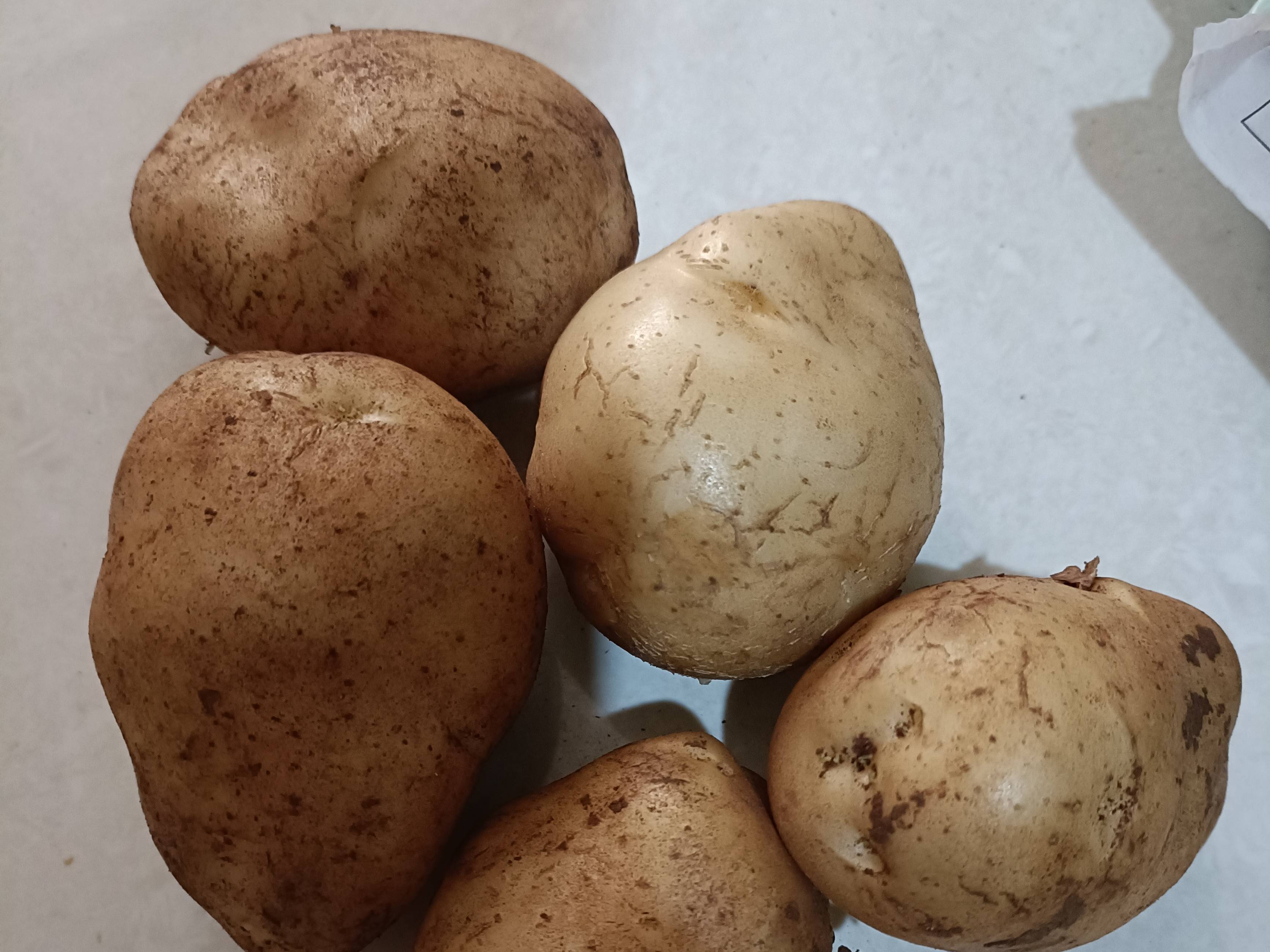 Kufri Sindhuri for sale in Belgaum, Karnataka
