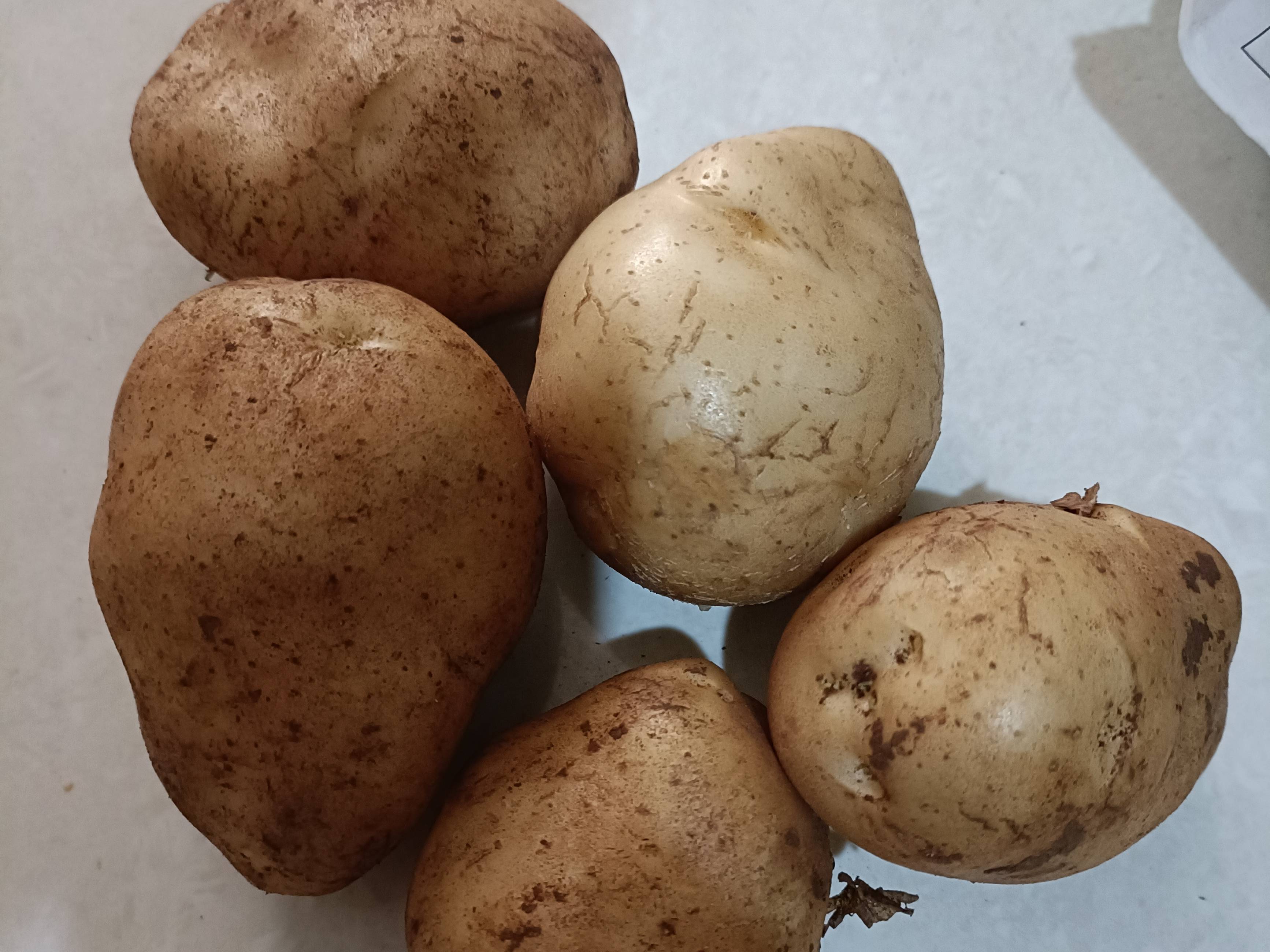 Kufri Sindhuri विक्रीसाठी, बेलगाम, कर्नाटक