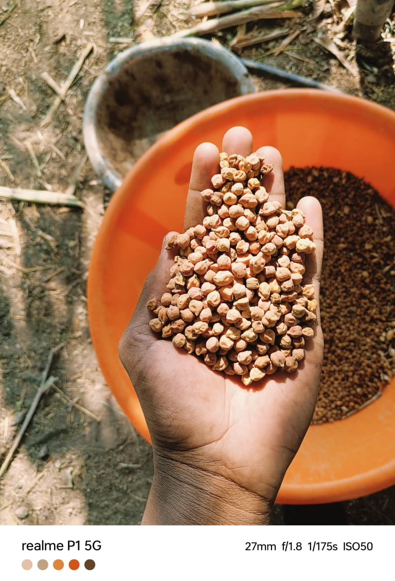 चणे Desi Chickpeas