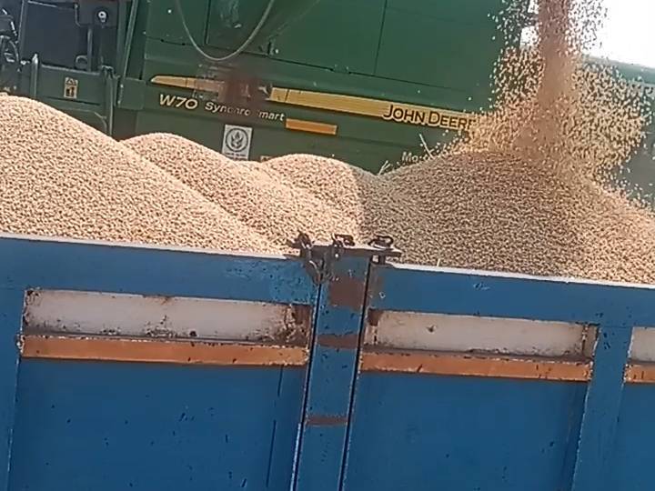 Durum for sale in Satara, Maharashtra
