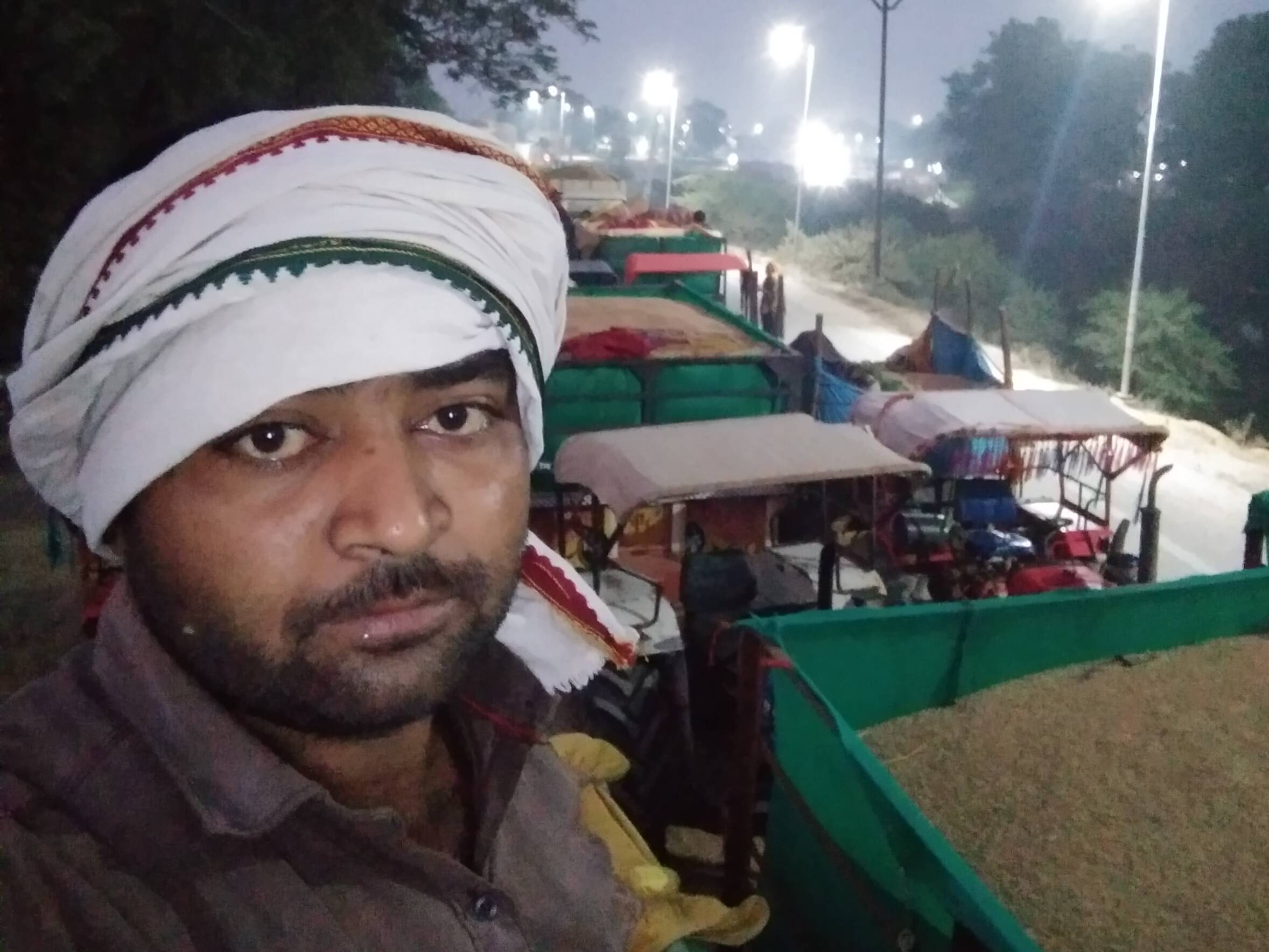 Bread Wheat बिक्री के लिए, दतिया, मध्य प्रदेश
