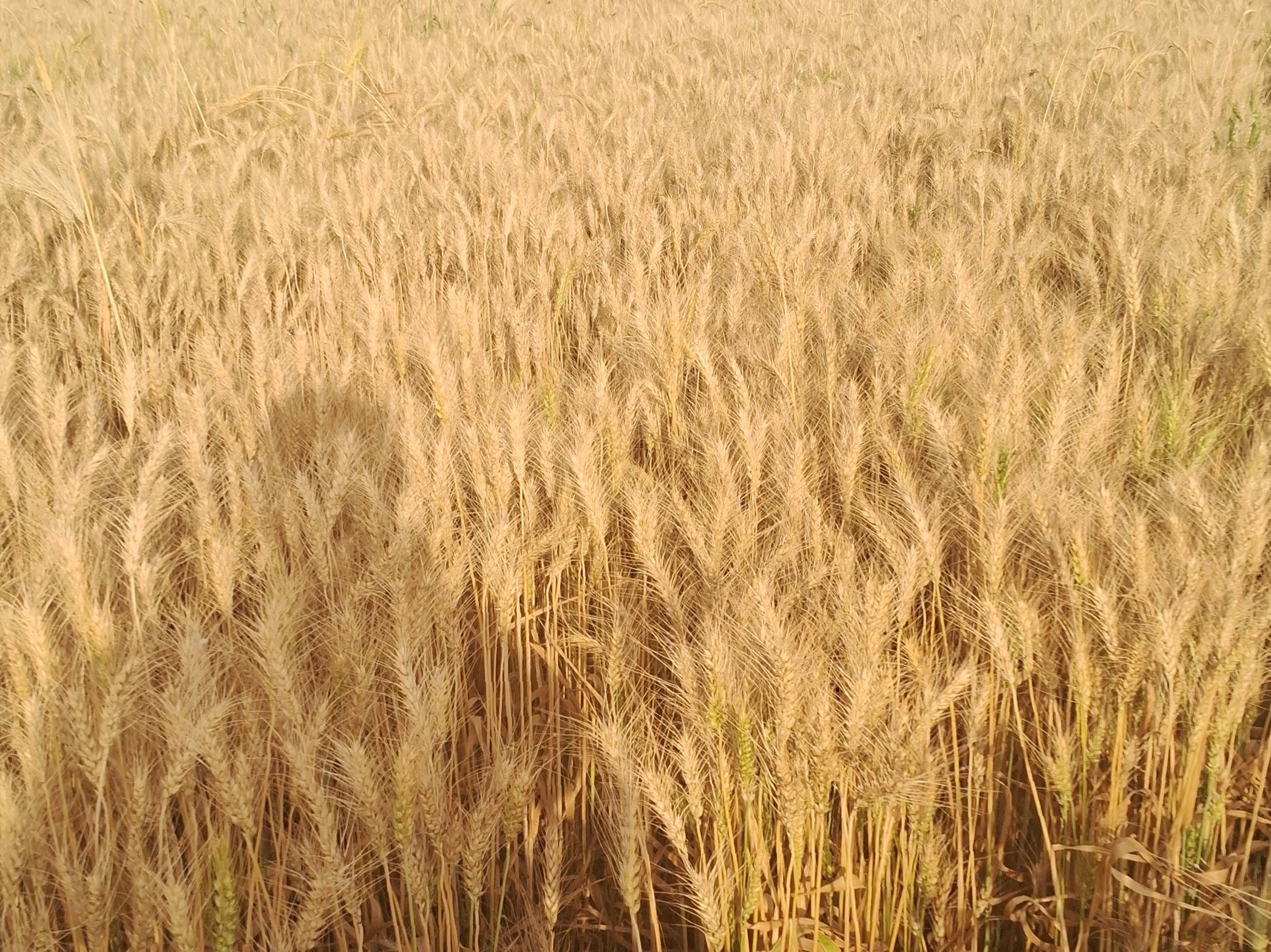 Bread Wheat बिक्री के लिए, कोटा, राजस्थान