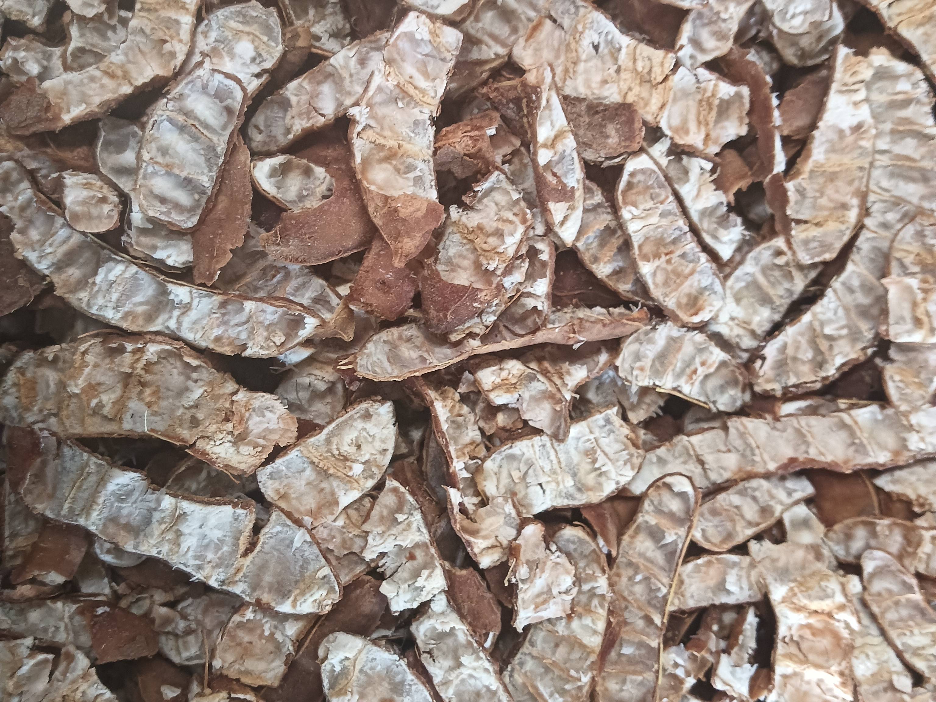 Sour Tamarind विक्रीसाठी, इंदौर, मध्य प्रदेश