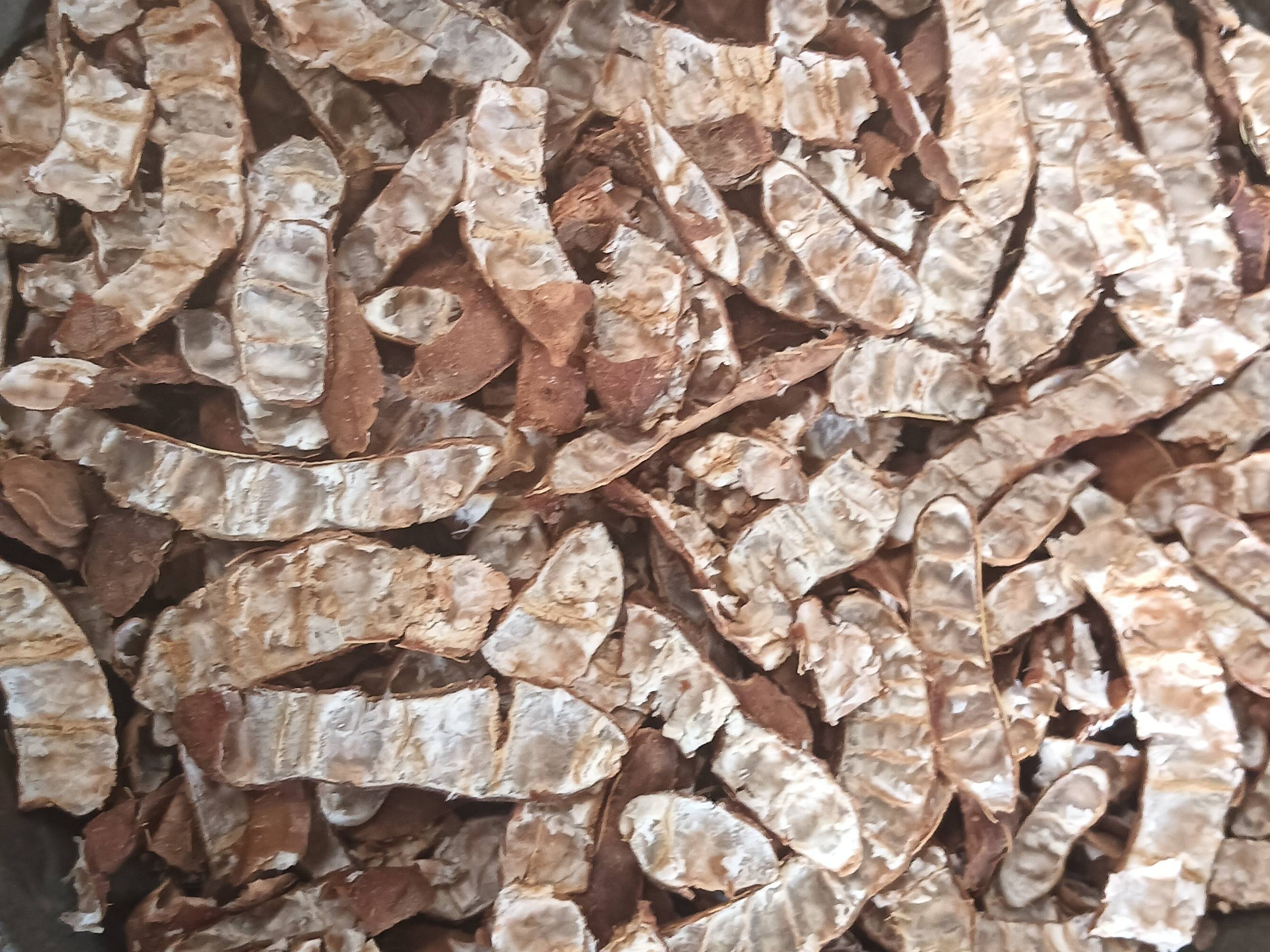 Sour Tamarind विक्रीसाठी, इंदौर, मध्य प्रदेश