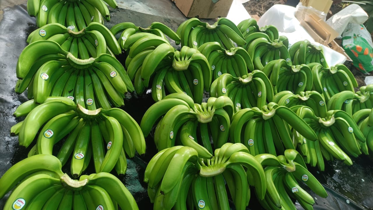 Cavendish Banana for sale in Solapur, Maharashtra