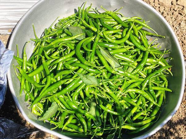 G4 Chilli for sale in Chhatrapati Sambhajinagar, Maharashtra