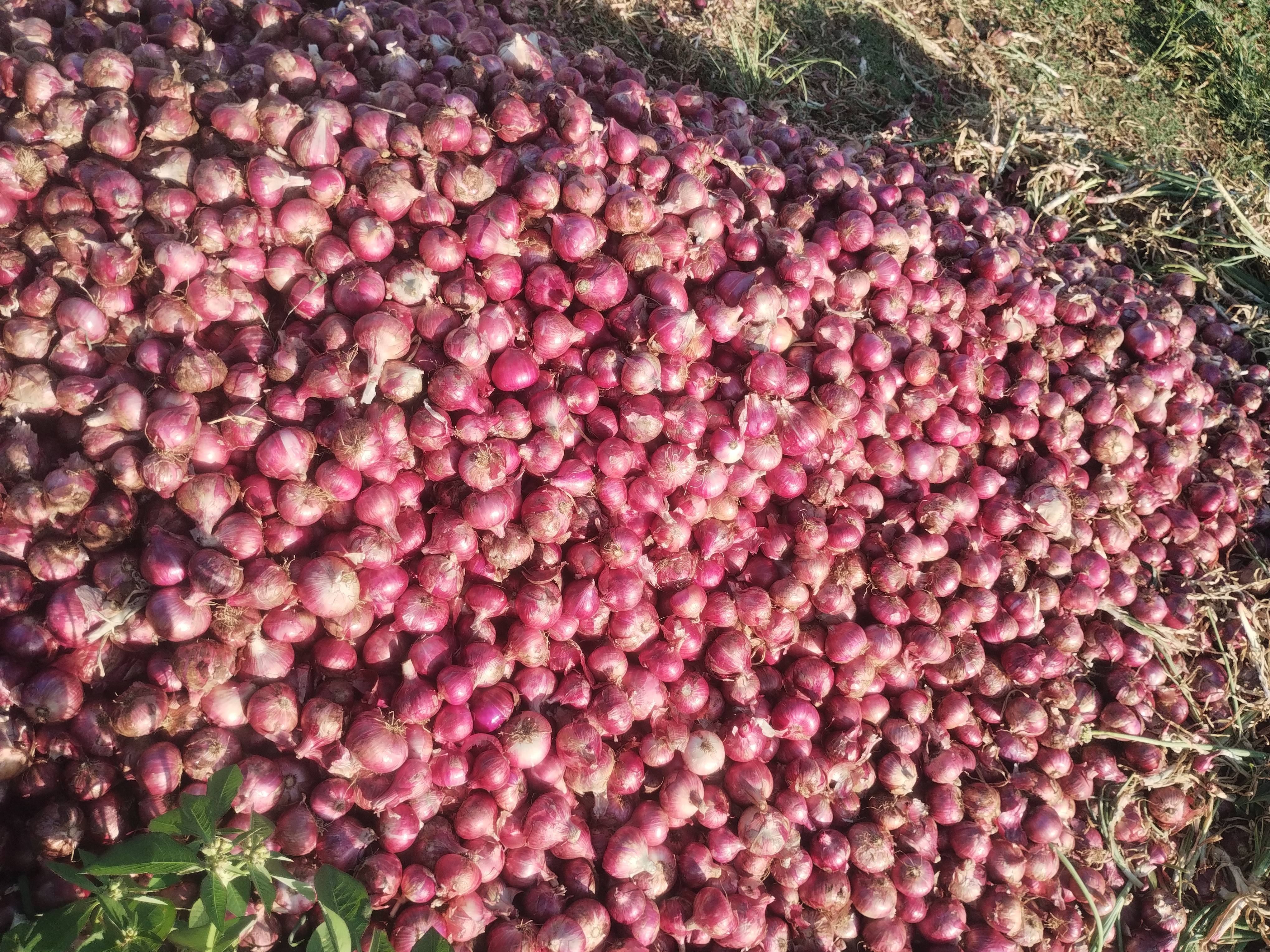 Red Onion विक्रीसाठी, नाशिक, महाराष्ट्र