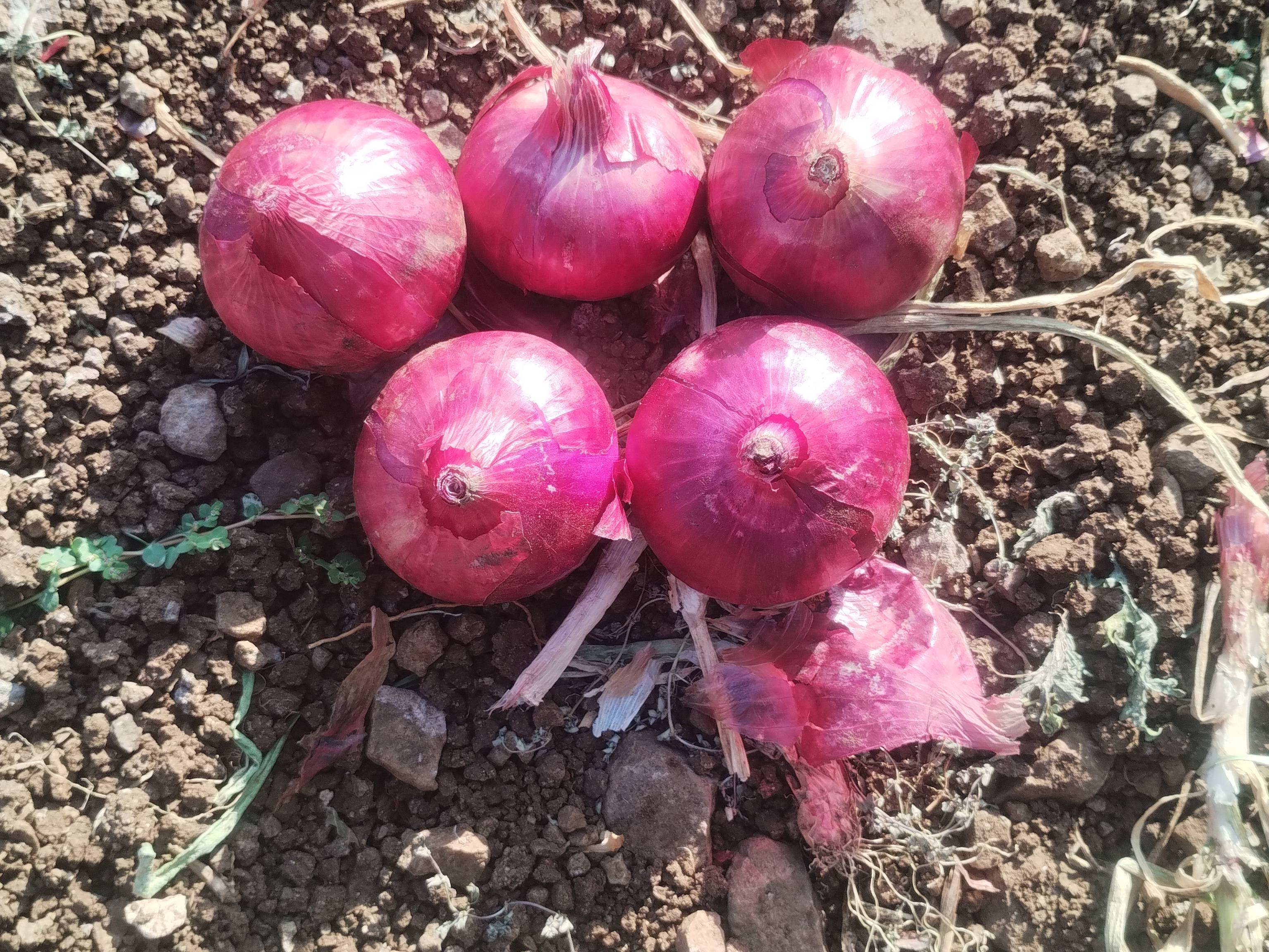 Red Onion विक्रीसाठी, नाशिक, महाराष्ट्र