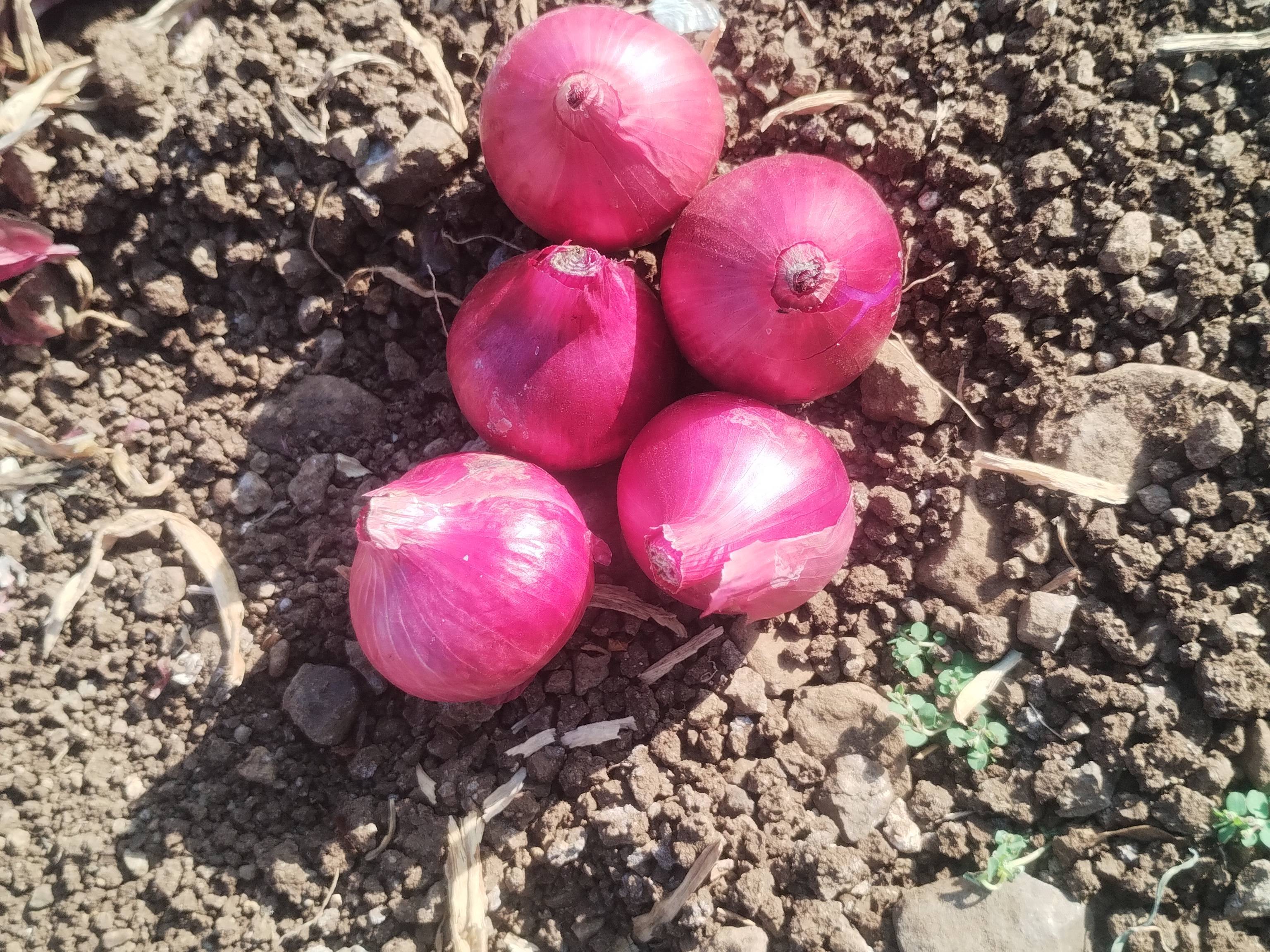 Red Onion विक्रीसाठी, नाशिक, महाराष्ट्र