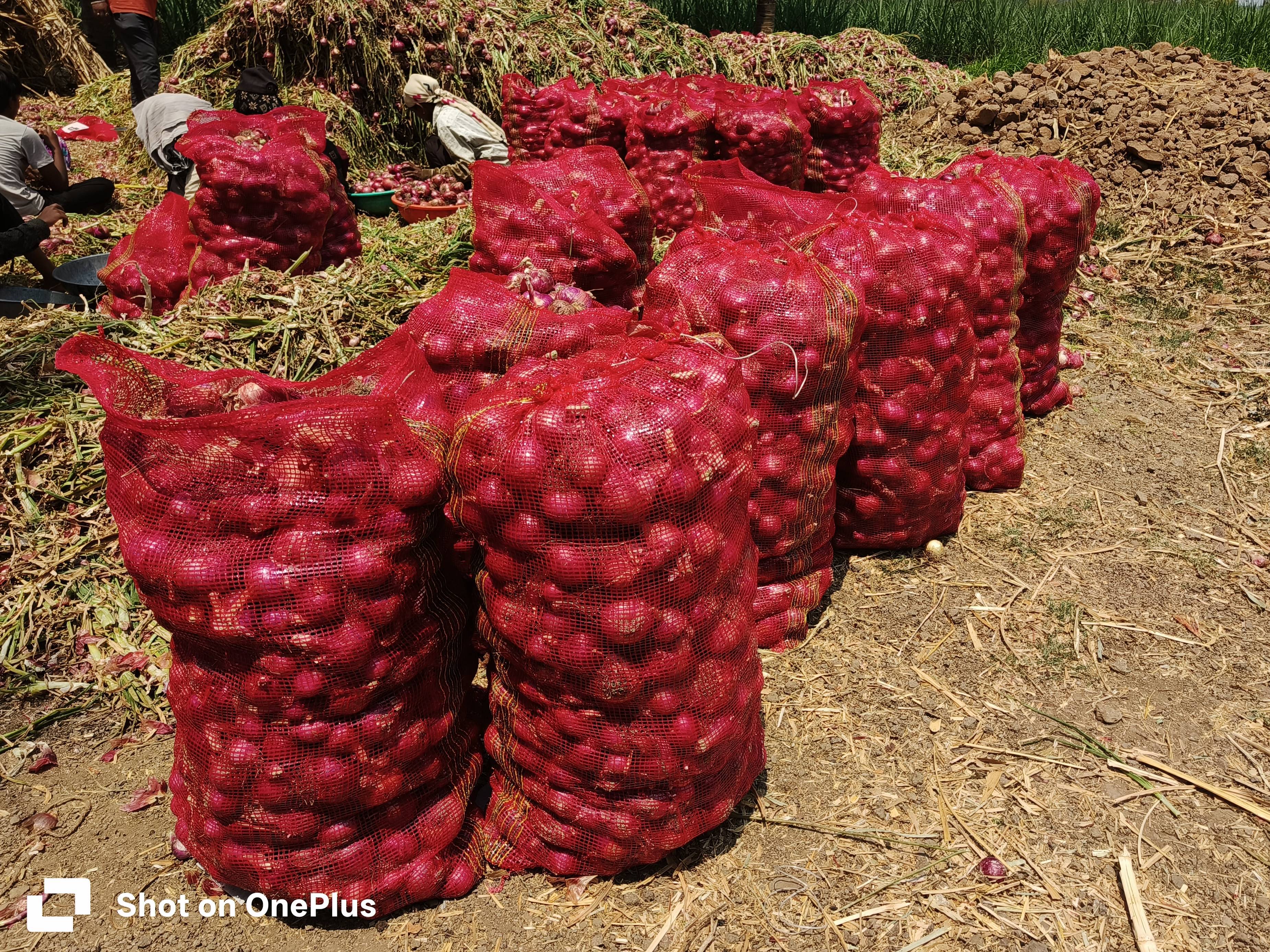 Red Onion बिक्री के लिए, सातारा, महाराष्ट्र